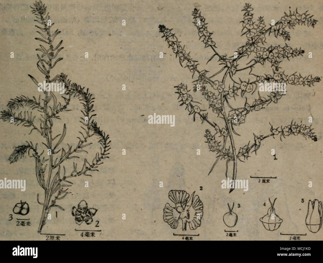 Salsola Ruthenica High Resolution Stock Photography And Images Alamy Salsola Ruthenica High Resolution Stock Photography And Images Alamy