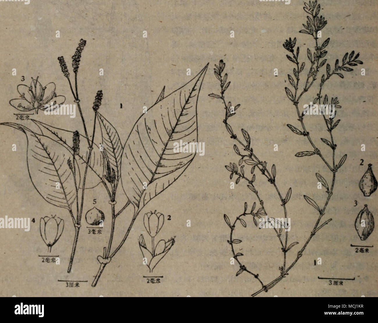 W M Ee B 65 M Polygonum Orientale L Polygonum Aviculare L A Ca E I 2 4 E A A I 1 Ae C C A A E Ai 2 A Aei 3 E A Ae I 5 C A A 3 A E E Ca Aea E Eac Ce A Bae A C C C Eª I E Ei Aeihtc Ae Ai A 65 Polygonum Aviculare L Sp Pi 1753 362 Sensu