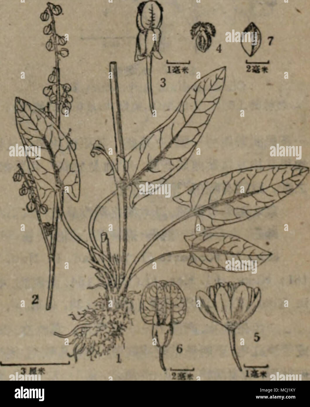 M66 Mm Rumex Acetosa L Ca E I 2 Ae A 8 I 3 A Fe I 4 Et 5 Ee I 8 M T 7 C E A 59 Stock Photo Alamy