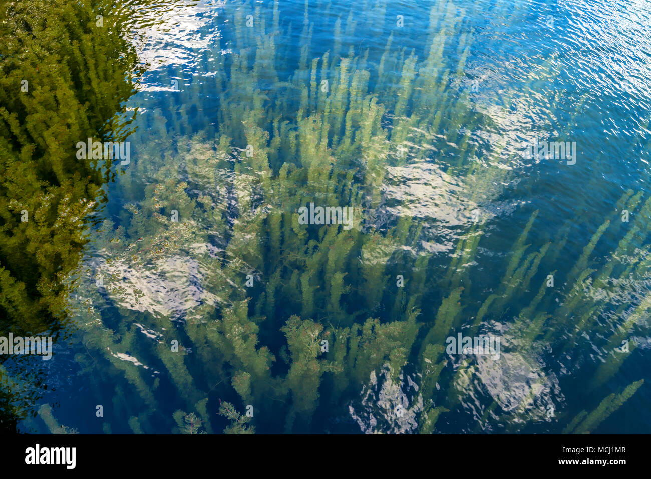 Ceratophyllum aquatic plant growing underwater Stock Photo Alamy