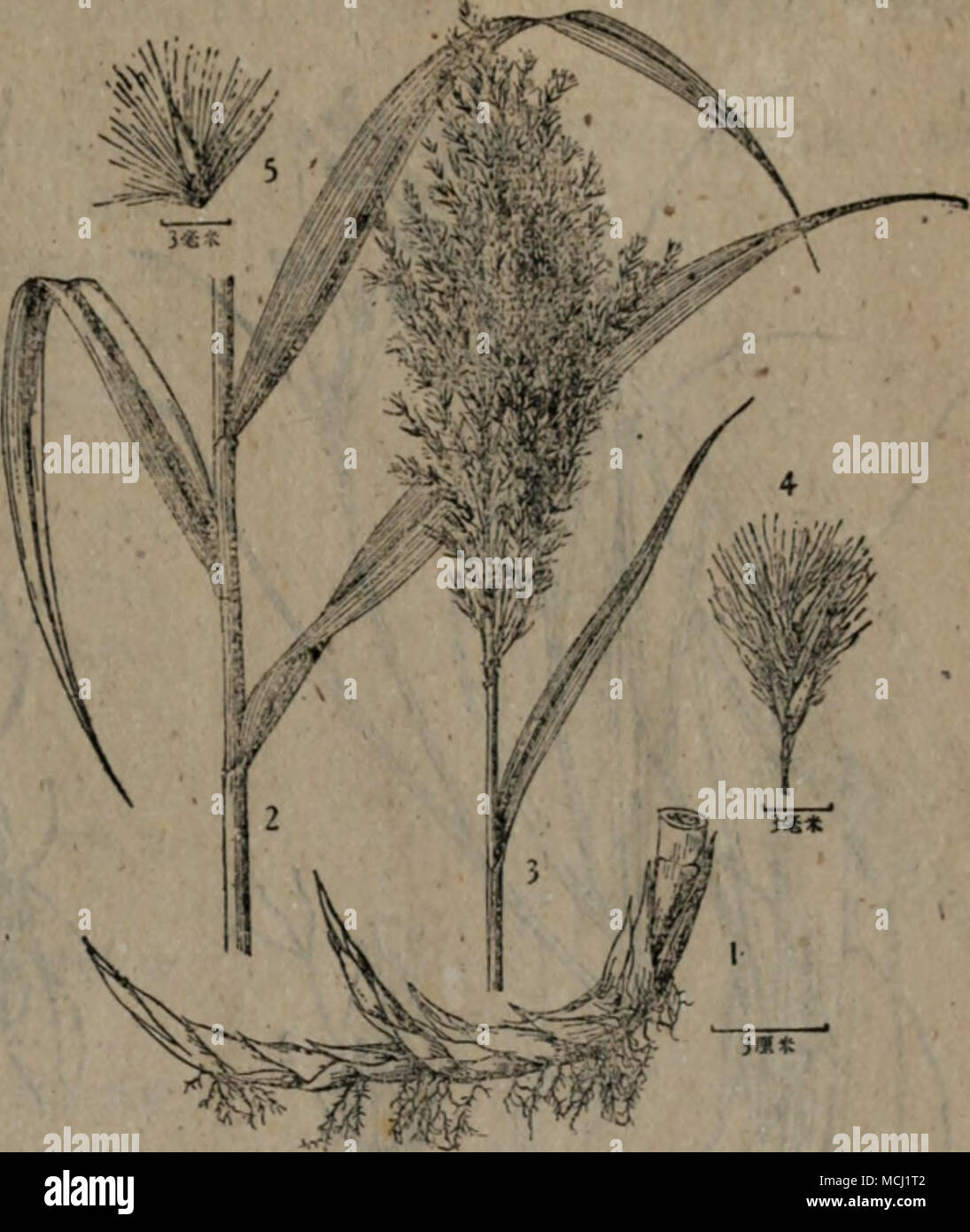 . ffl 20 Phi'a[;mites comrnunis (L.) Trin. .æ¥èï¼2.mi 3.è±åºï¼4.å°ç©ï¼5.å°è±, èèç§&lt; Cyperaceae) èä¸æ£±(éå¥ç¨±:ä¸ç¨é©(æ±åå¸¶è«Hii(éç¨±ï¼å21 Bolboschoenus maritimue {L.) Palla in Koch, 'Synops. ed. 3ï¼ III (1907) 2352ï¼ Roshev. in Kom. Fl. URSS III (1935) 56, tab. Ill, fig. 10. Scirpus maritimua L. Sp. PI. (1753) 50; Kom. et Alis. Key PI. Far East. Reg. USSR i (1931) 258; Kitag. Lineam. Fl. Mansh. (1939) 122. å¤å¹´çèæ¬ãæå®¤æ¨ªèµ°,*æ«ç«¯ç¼-è²æçå½¢å¡æ¥ï¼å¡å®½åé»è²,I?é å ç¡¬ãèç²å¤§,ç´ç«,å¹³æ»ï¼æå m, ifis 1ç±³å·¦å³,ææå¯é1.5 ^ï¼ä¸ç¨å½¢ï¼æå æ¸¾ï¼ç¶ è²ï¼è³ªä¸å ç¡¬ï¼ç´«çæ¼èç¨ä¸è äºç,mm,æå¹³ï¼ å ç«¯å° Stock Photo