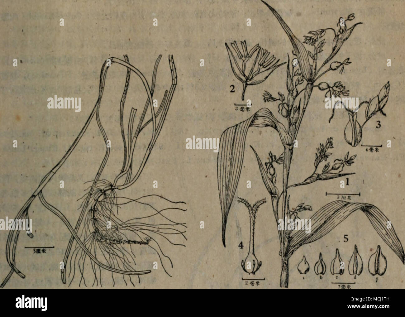 . é¨¸]7 mm 'li ]8 Zostera marina L. Coix lacryma-jobi L. æ¢°æ ªå ¨å½¢ã ].æ¤æ ªä¸é¨ï¼2.éè±ï¼3.éå°å¾·åéå°ç©°ï¼4.éè åéåéèï¼5.-(a âe)éè±ä¹ç©çï¼ç±å §âå¤ï¼ã ç¦¾æ¬ç§(Gramineae) è¼:!5ï¼(æ¬èç¶ï¼å¥ç¨±:å ¼è¡ä»(æ¬èç¶ï¼ï¼ååç±³(æèæ¬è)ï¼æ²ç å-.(åç¶æ¬è)ï¼èç å ,è¥çç±³ï¼æ°´ çç±³,è±ä»ç±³ï¼æºå-ç±³(ä¿ç¨±)ï¼èé-ç®ï¼æ½é½ç¸£å¿),èç å-ç±³(ç©å¯¦ï¼åI8 &quot; Coix l|icryma-jobi L. Sp. PI. (1753) 972;è£´éãå¨å¤ªçï¼ä¸-åè¥ç¨æ¤ç©èªII (1951)å57; Ohwi, F1. Jap. (1956) 163.ââCoix lachryrna L. Syst. ed. IC (1759) 1261. -ä¸å¹´çèæ¬ï¼é«ç´lMtãèåå½¢ï¼åæ-§ï¼å ·ç¯ï¼ä¸-ç©ºãèéé·ï¼å¹³æ»ï¼èèç-ï¼èKï¼é;èçé· èå¯¬ï¼å ç«¯æ¼¸å°ãæ¤çè±åºå¤æ¸ï¼è ç,å · Stock Photo