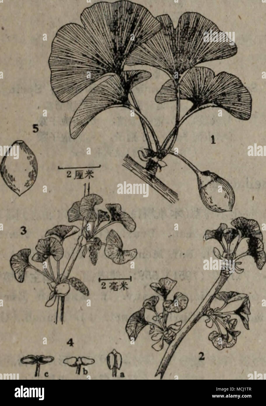 C A11eae Ginkgo Biloba L 3 Aeca Ae µi C ºae A A Aee Aºi 2 Aee Aº 3 I 4 E A Aeªa Caºe C Ai I B Ae E E ªi I C E Mtn 5 e C Cc A I C Aei A 10 Stock Photo Alamy