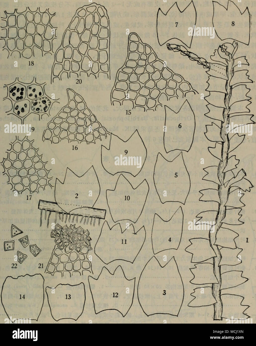 . å¾çn çº¤ç»è£è¾¦èBarbilophozia gracilis (Schl.) K. Muell., 1.æ¤ç©ä½ï¼XlO)ï¼ 2.èçä¸ æ®µç¤ºä¾§å¶ççç¶æï¼X15)ï¼ 3-6 äºè£å½¢ä¾§å¶ï¼X15), 7-10.ä¸è£å½¢ä¾§å¶ï¼X15)ï¼ 11ã 12.å è£å½¢ä¾§å¶ï¼X15)ï¼ 13ã 14.é-ç¶æå¶ï¼X15)ï¼ 15ã 16.è£è¾¦å ç«¯ç»èï¼X 220)ï¼ 17ã 18.å¶ç ä¸-é¨ç»èï¼X220), 19.å¶ç»èä¸-çæ²¹ä½ï¼X310)ï¼ 20.é-ç¶æå¶å ç«¯ç»èï¼X220)ï¼ 21.å¶è£ è¾©å ç«¯è½èï¼X220)ï¼ 22.è½èï¼X310)ã å±3.è£å¶èå± Lophozia (Dumort.) K. Muell., Rabenh. Krypt.-Fl. 6:618ï¼ 1906. Jungermannia sect. Lophozia Dumort., Syll. Jungerm. Eur. 53^ 1831, æ¤ç©ä½å ç«¯ä¸åï¼è²å½©ååè¾å¤§ï¼ä»ç»¿è²å¯å°fi^ç»¿è²ï¼å½¢æå°æä¸-ç-ç¾¤è½ãèçæ©«båé¢ 49 . Stock Photo