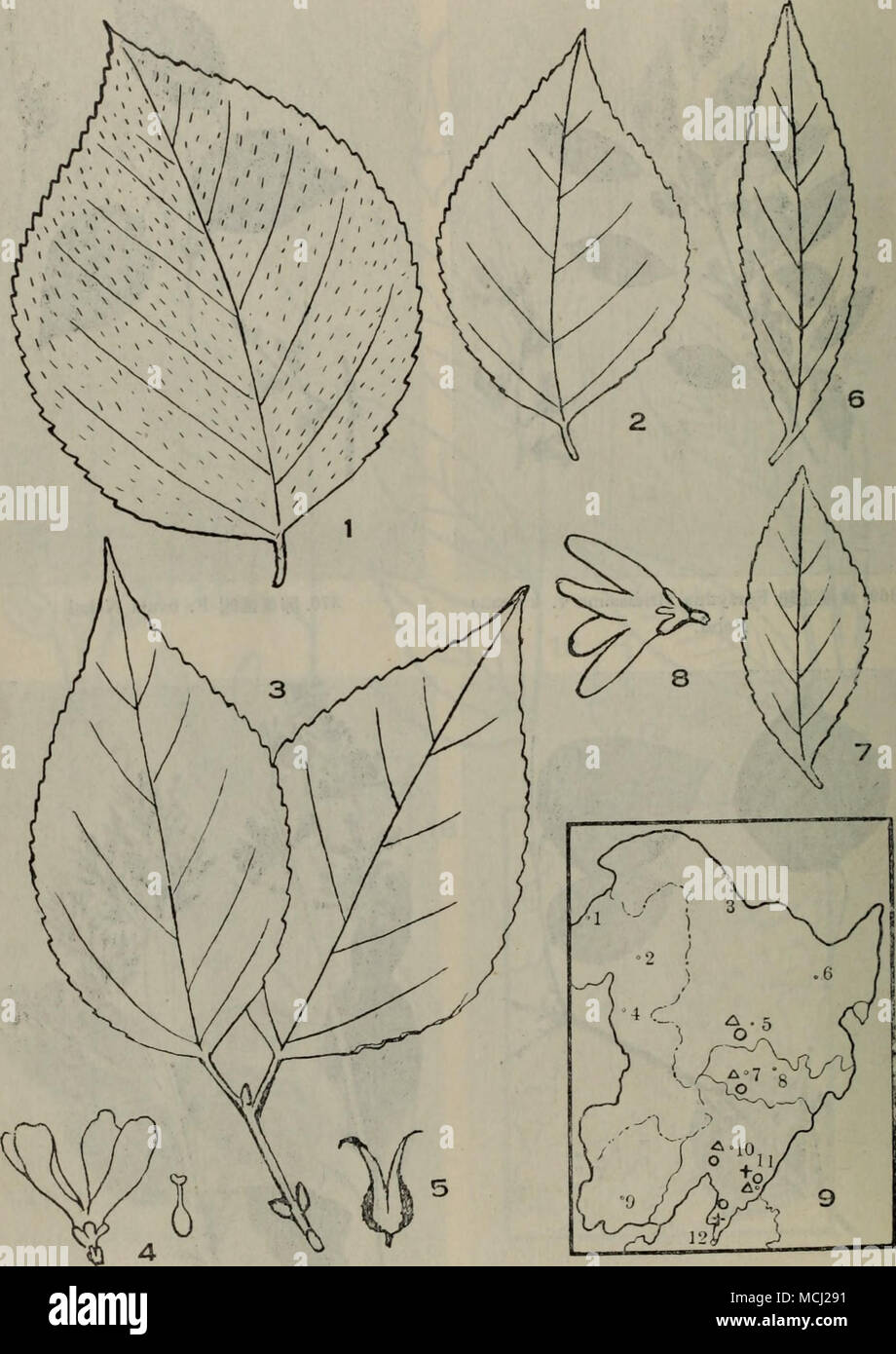 . 1â2.æ±åé£ç¿»Forsythia mandshudca Uyeki: â ç´«æ¨£ï¼â¡ç´«è¡¨ï¼3â5.åµ11é£é¢ F. ovate Nakai: â¢èï¼â£è±ï¼â¤æï¼6â8.é1é£é¡F. viridissima v. koreana Rehd.),â¥â¦èï¼â§è±ï¼9.åä½åï¼+æåé£ç¿»ï¼Aåµç´«é£ç¿¹ï¼ãéééç¿¹ã Stock Photo