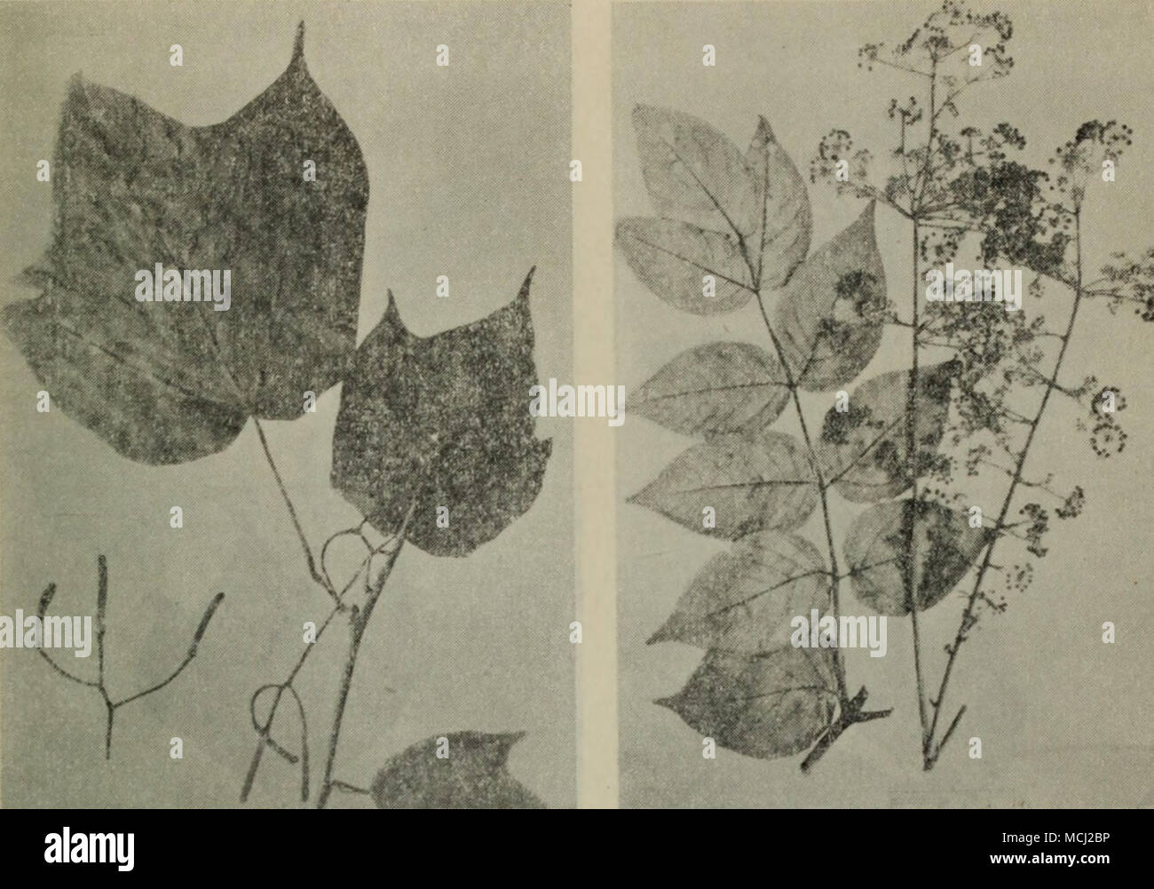 . 335.å «è§Alangium platanifolium Harms. 336.é¾çææ¨Aralia mandshnrica Rupr, et Max. Stock Photo