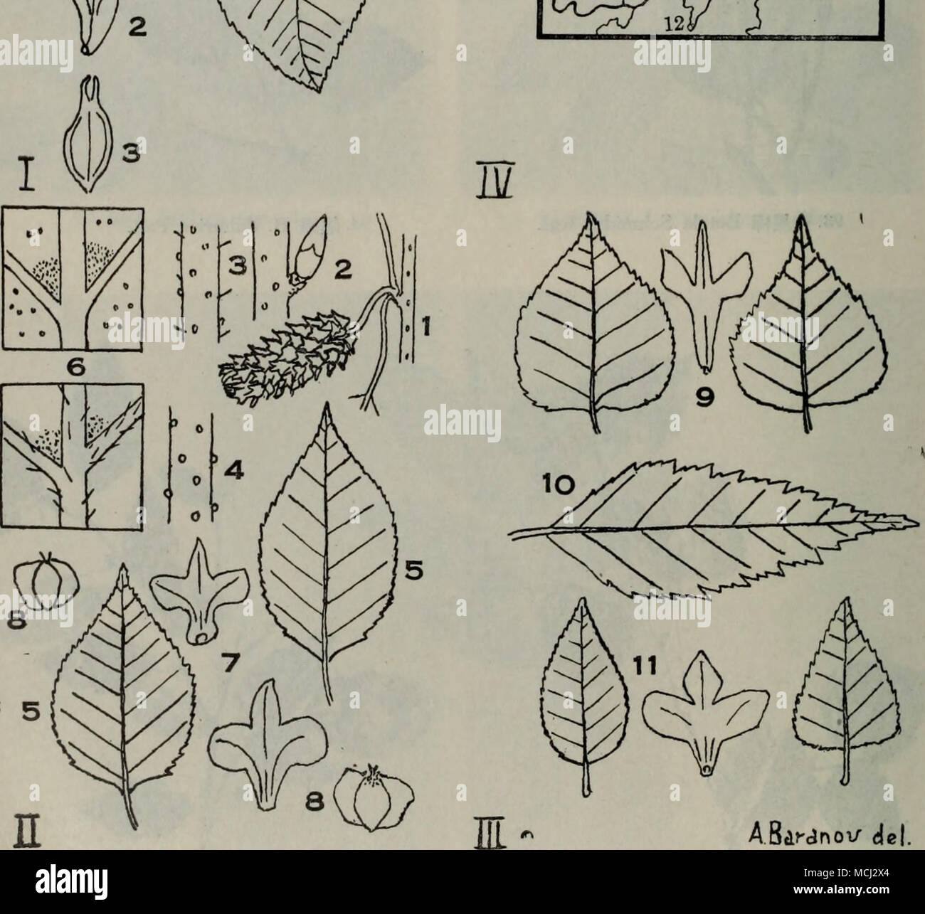 I E E E B Schmidtii Rgl 1 Aeaei 2 Aeei 3 A A Aei Ae Aeee Ae C C Eª I 11 Iii E Ae B Dahurica Pall 1 Aeaei 2 E I 3 A Aei 4 Eaei 5 Ei 6 C Ea E I 7 Aeei 8 A A Aei 9 Ae Ee Aevar Tiliaefolia Liou V N Ceaei 10 E Ae C Aee Ae ºvar Oblongifolia Liouv N A Ei 11