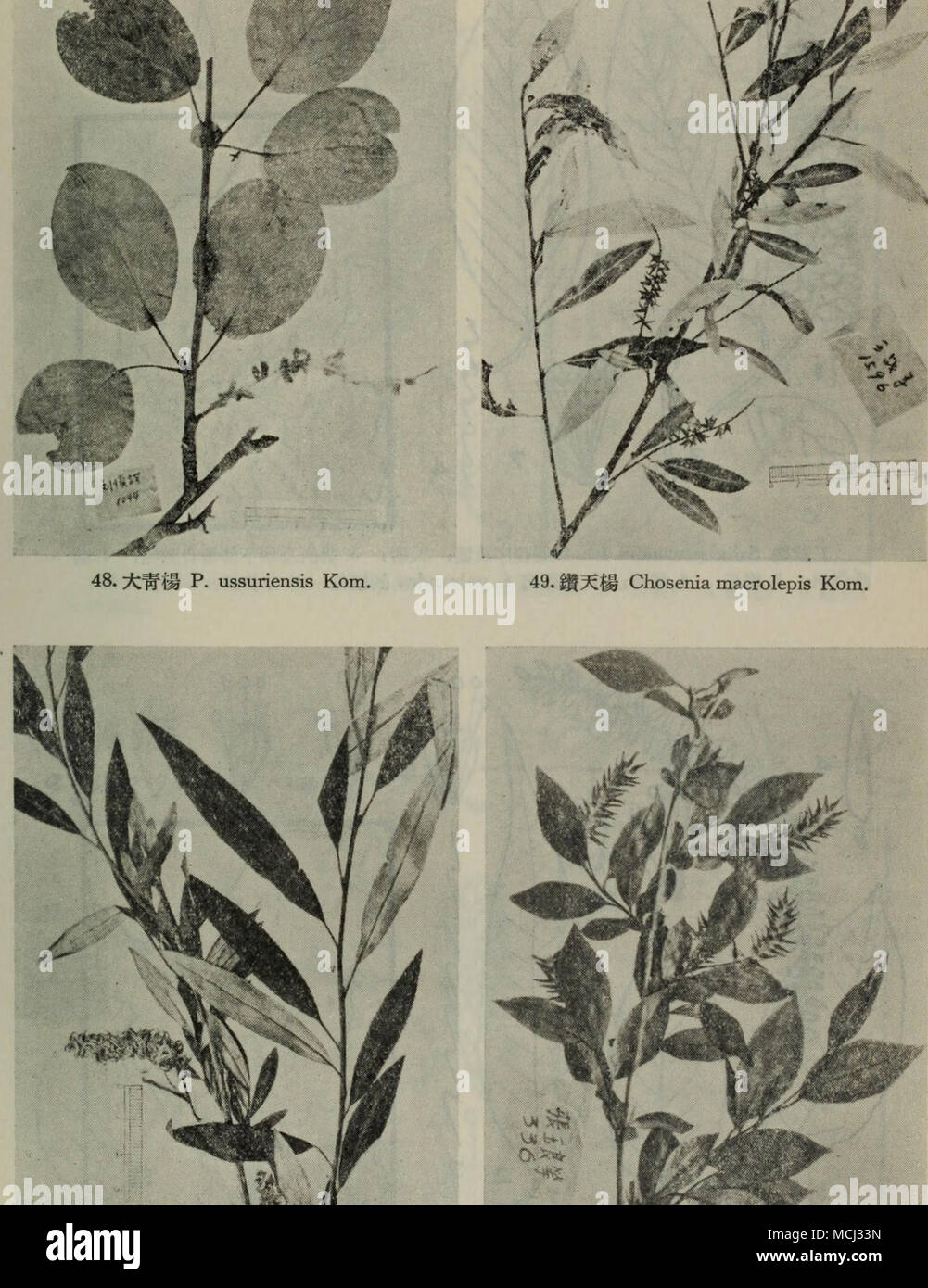 . 50.???Salix triandra L. 51.?,??S. pentandra L. Stock Photo