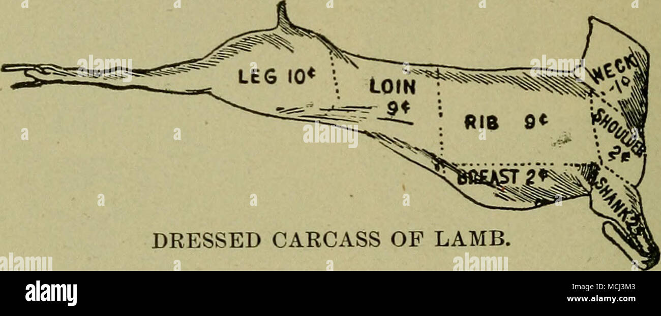 . DRESSED CARCASS OF LAMB. to be chosen for this purpose. The above drawing shows the carcass of one of these lambs denuded only of the head. The next table below gives the market values of each of these parts of the carcass to the butcher. BLOCK TEST. 80UTHD0WNS. Weight. Per cent. Two pair legs 40 Two ri^s 34 Two loins 25 Two chucks 35 29.85 25.37 18.66 26.12 100. Total of two lambs.. .134 SHROPSHIRES. Two pair legs 32 29.56 Two ribs 26 Two loins 21 Two chucks 30 Total of two lambs... 109 OXFOKDS Two pair legs 51 Two ribs 37 Two loins 30 Two chucks 42 23.85 19.26 27.33 Price. 10 Amount. $ 4 0 Stock Photo