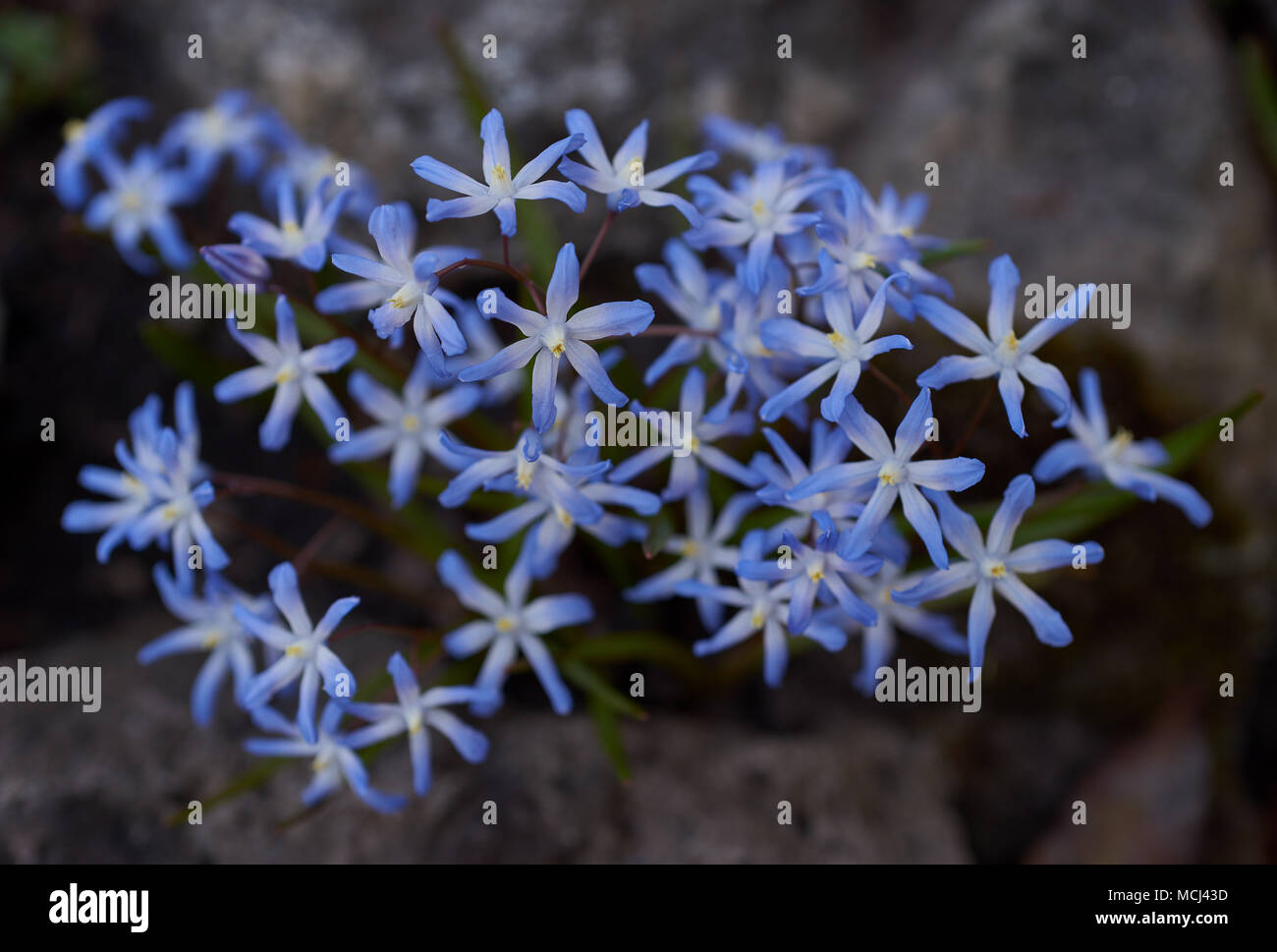 Scilla forbesii flowers Chionodoxa forbesii Forbes' glory-of-the-snow blooming Stock Photo