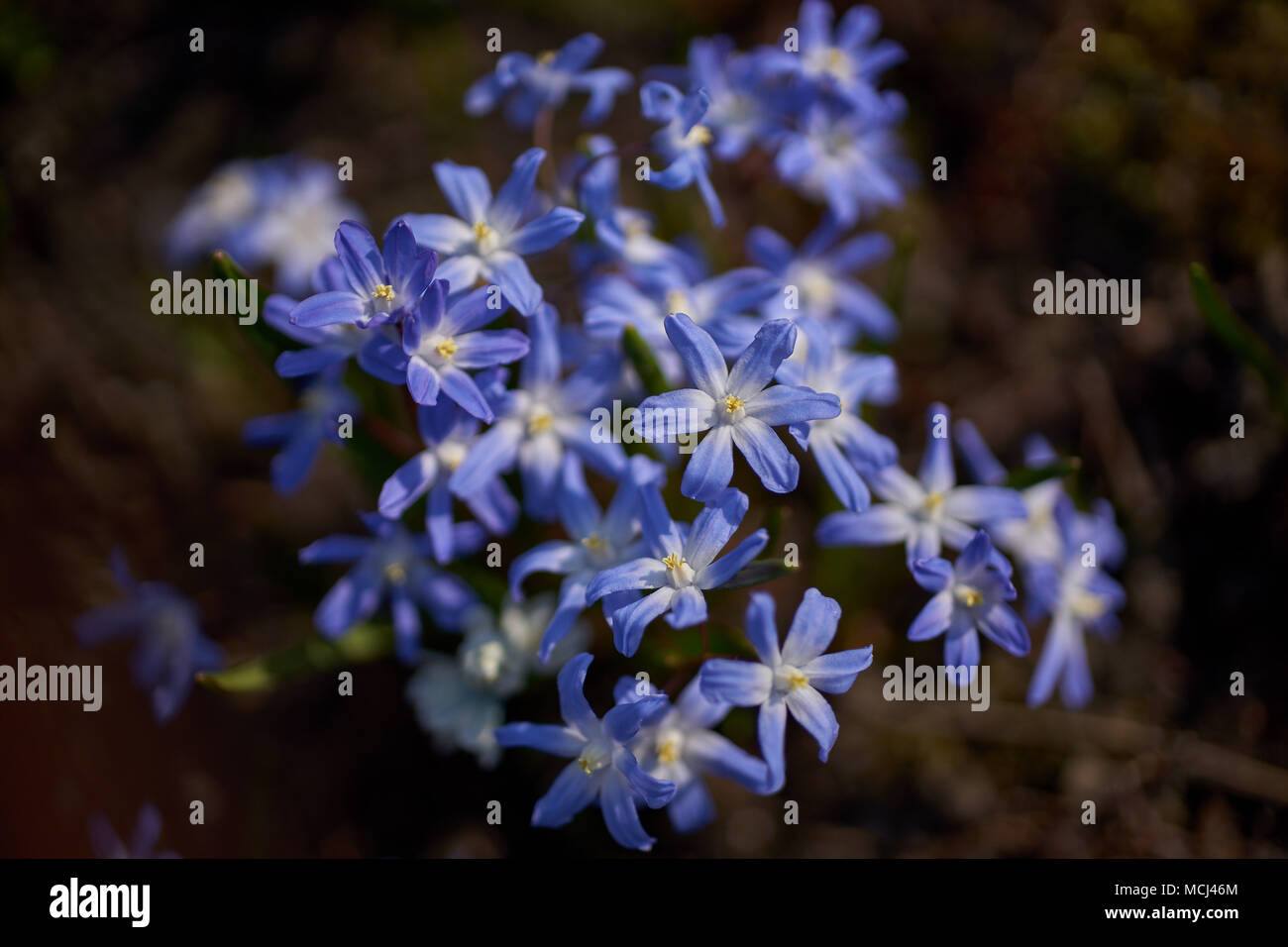 Scilla forbesii flowers Chionodoxa forbesii Forbes' glory-of-the-snow blooming Stock Photo