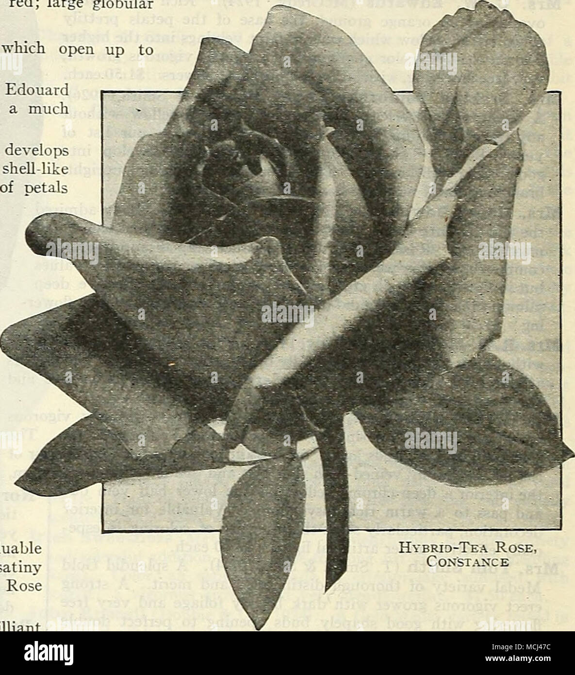 Eldorado [Land of Gold). Of free flowering habit and fragrance, in color it  is of the golden yellow that is peculiar to the climbing Rose Marechal  Neil. Elegante. Long sulphiir yeUow