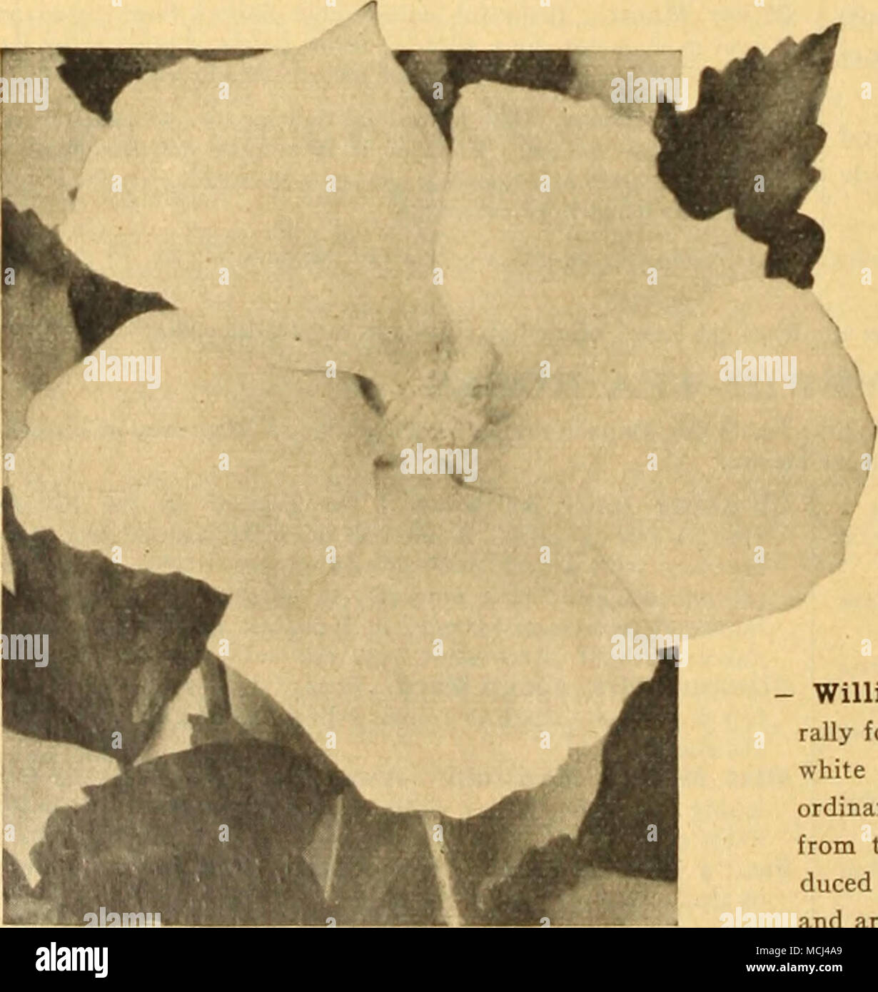 How To Care For Hibiscus Syriacus Rose Of Sharon The Grass Is