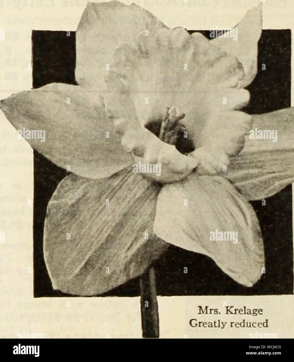 . Mrs. Krelage Greatly reduced Mrs. Erelage. What a glorious and exquisite flower with a charm that attracts and holds the admiration of everyone. The long-stemmed blooms are equally fine for garden display, for cutting, and the variety may be forced gently. Has a pure white perianth and a lovely creamy white trumpet with a grace- fully curled brim which turns white as the flowers mature. Round double-nosed bulbs 3 for S5c; 12 for S2.00; 100 for SIS.OO. Six bulbs of a variety at one-half the 12 price; 25 or more at the 100 rate Stock Photo