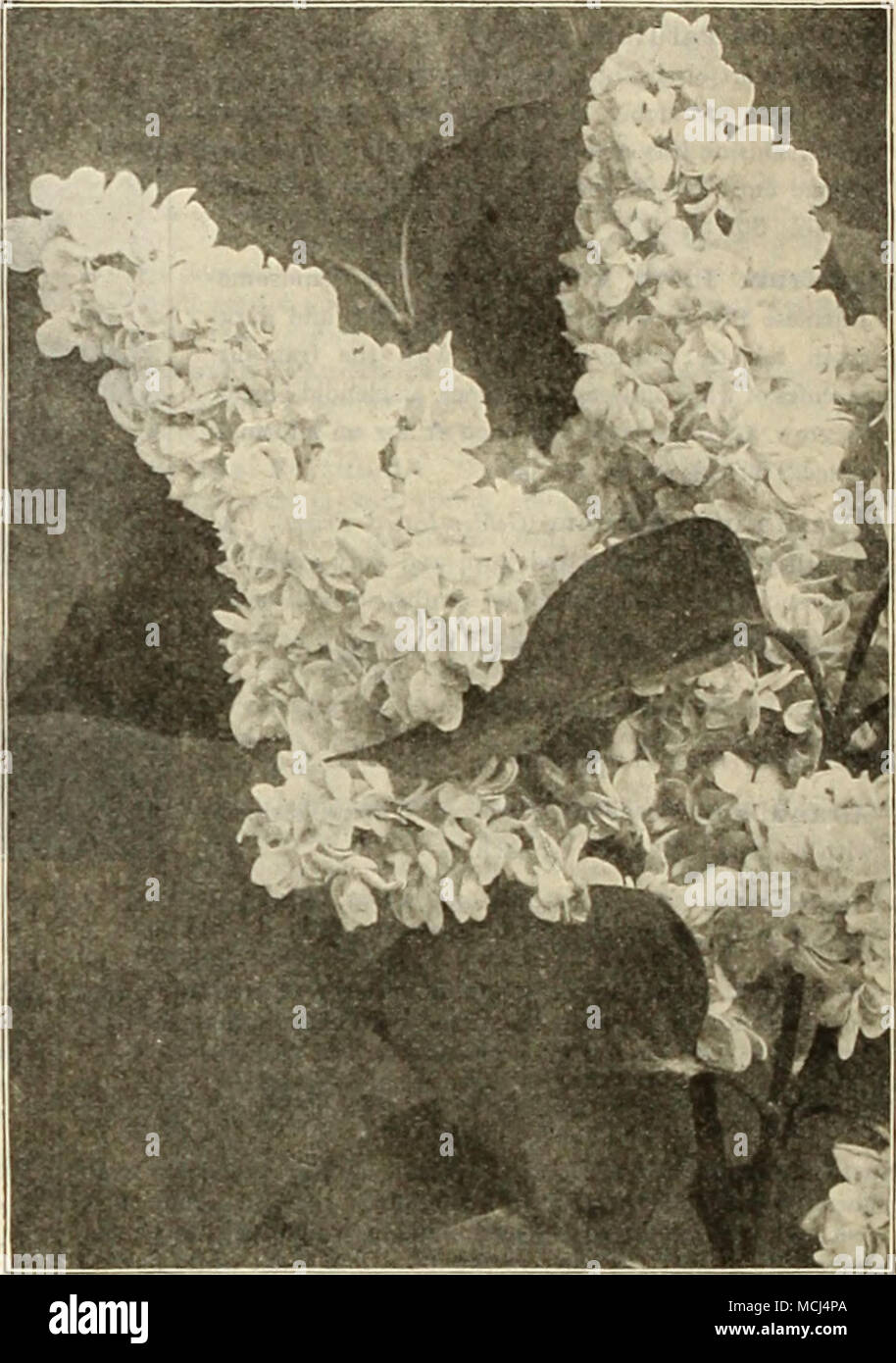 . V'lTEX M.CROPllVLL. Syringa or Lil.c, Mme. Marie I.e.moin-e — President Grevy. Magnificent panicles of large double purplish-blue flowers. St.00 each. Stephanandra Flexuosa. Of grateful fountain-like habit of growth with finely and delicately cut leaves which in the autumn assume brilliant reddish tints; the flowers are creamy white. 60 cts. each. Tamariz Africana (Tamarisk). Strong, slender, tall-growing, irregular Shrubs, with leathery foliage and small, delicate flowers, borne profusely on grace- fully-bending branches. These pink flowers are very attractive during May. 60 cts, each. — Stock Photo