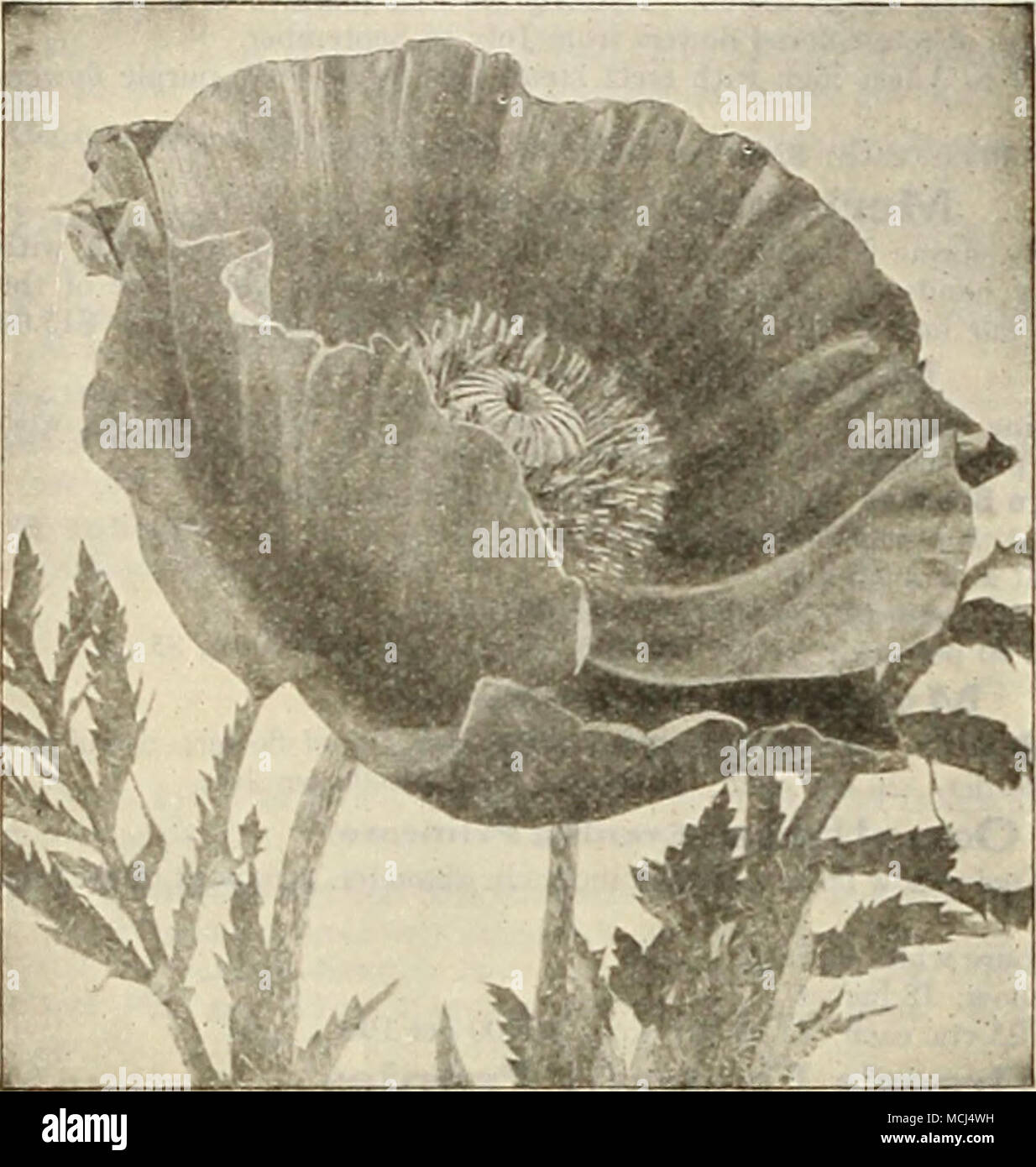 . Oriental Poppy Papaver Orientale (Oriental Poppies) Autumn is the best time to plant the Oricnt:il Poppies, plantec at this time they are sure to flower the following summer. Choicest Mixed Hybrids. 20 cts. each; $2.00 per doz.; $15.00 per 100. PentStemOn (Beard Tongue) Most useful perennials, either for the border or rockery. Barbatus Coral Gem. Dense showy spikes of coral pink flowers, June 2i feet. Barbatus Torryeii. Spikes of brilliant scarlet flowers; height Digitalis. Large spikes of long purple-white flowers, with purple throats during June and July; 2 to 3 feet. Heterophyllus. Large  Stock Photo