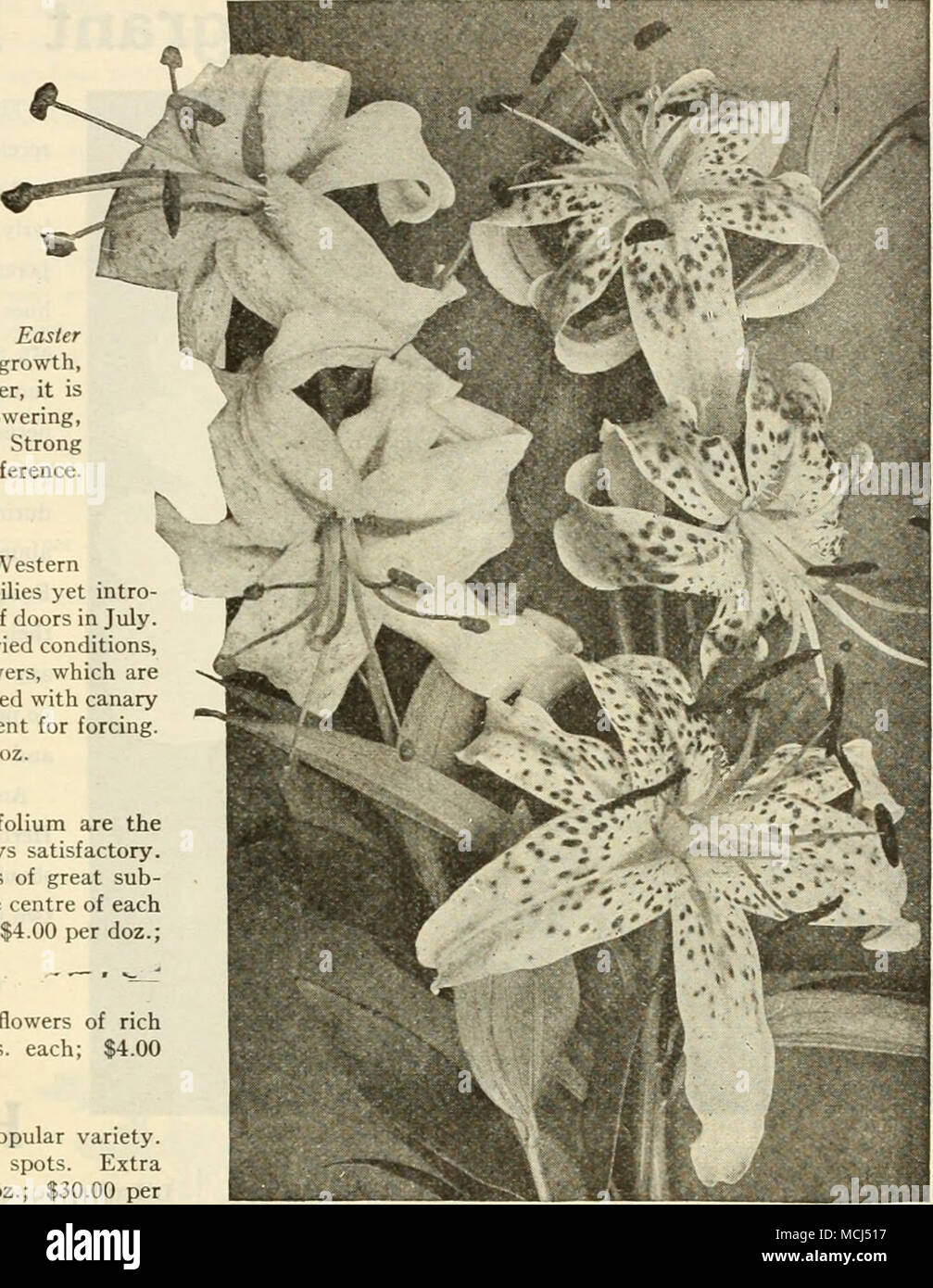 Ium High Resolution Stock Photography and Images Alamy