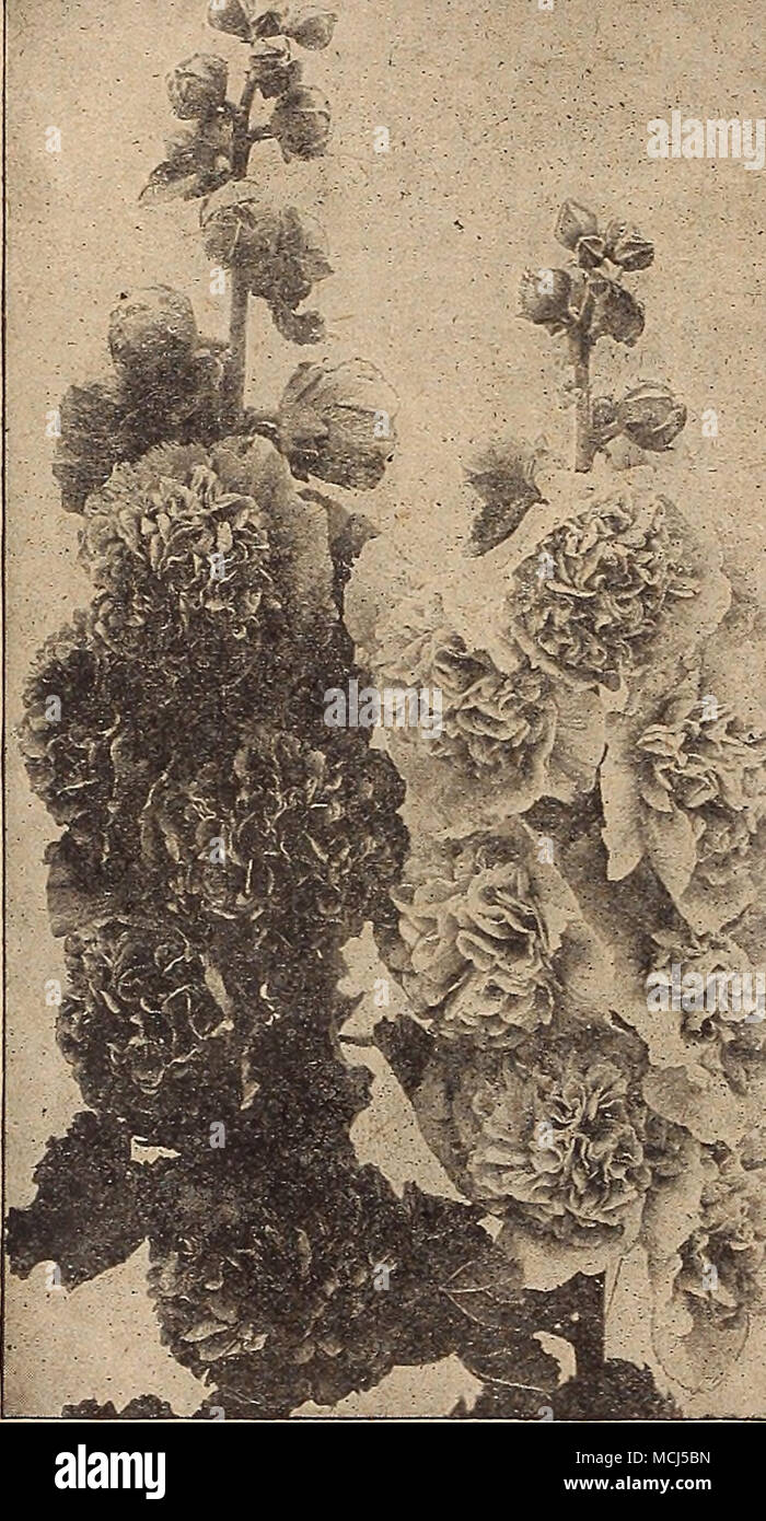 . Double Hollyhocks (offered on page 6j) Peb Pkt. Honesty {Moonwort, Satin Flower). Hardy biennials, admired for its silvery seed pouches, which are used for house ornaments, as they present a beautiful and rather curious appearance; 2 feet. 5 Iberis {Hardy Candytuft). â¢Oibraltarica Hybrida. &quot;WTiite shading to lilac 10 SemperTirens. A profuse white-blooming, hardy peren- nial, coming in flower early in the spring; much used for cemeteries, rockeries, etc. 1 foot 15 iris. Eaempferi (Japanese Iris). This is one of the showiest of the &quot;Flags,&quot; and now extensively used in the hardy Stock Photo