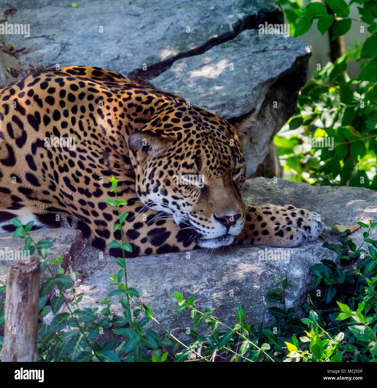 Taking shade hires stock photography and images Alamy