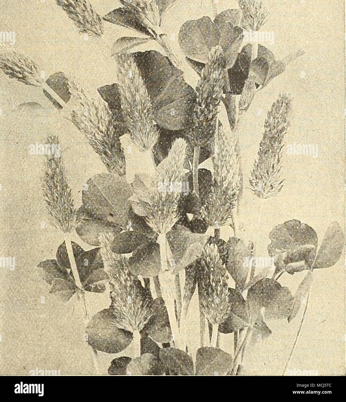 . CRIMSON, or SCARLET CLOVER. When sown early enough, Crimson Clover