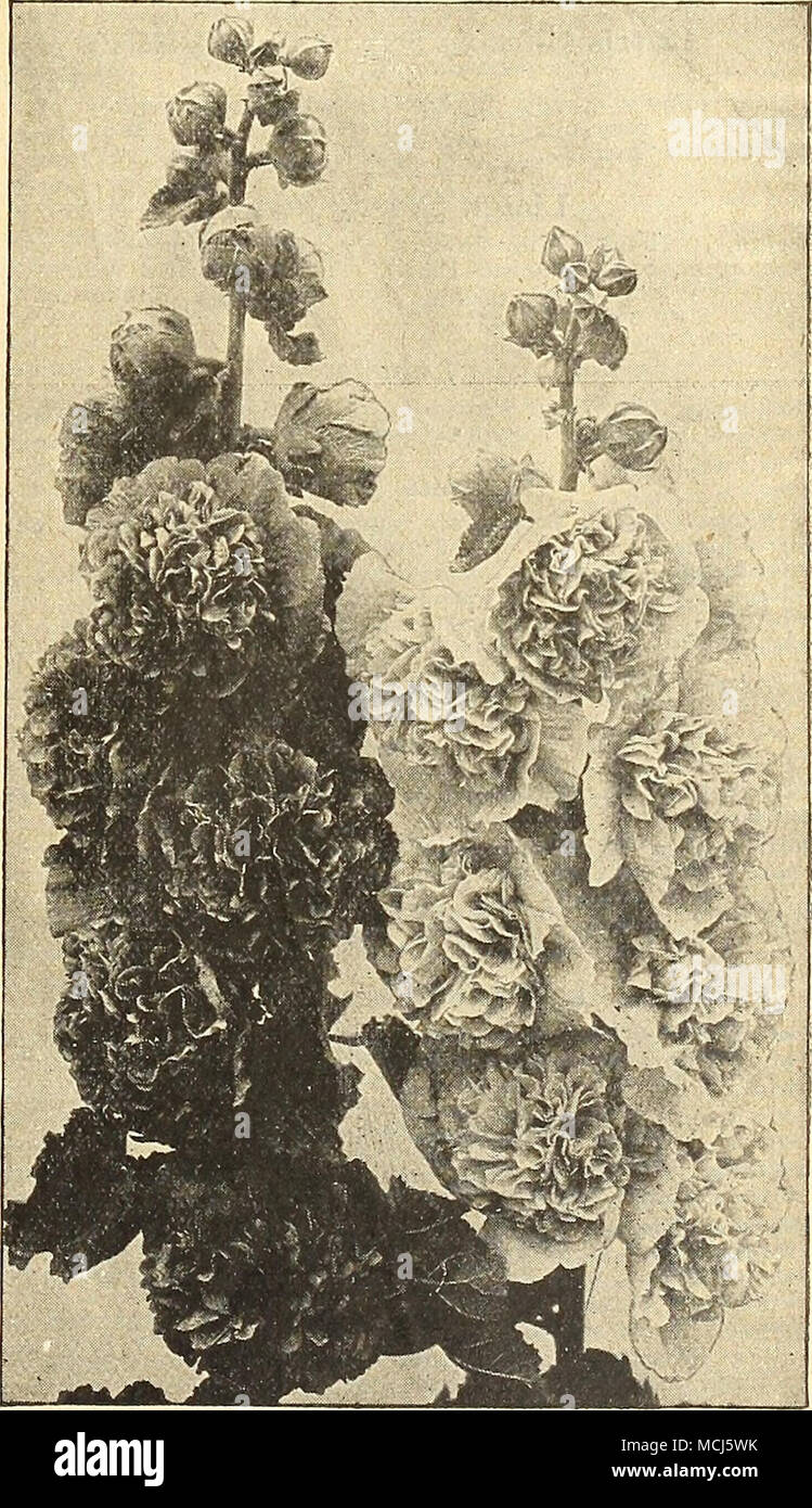 Double Hollyhocks High Resolution Stock Photography and Images - Alamy