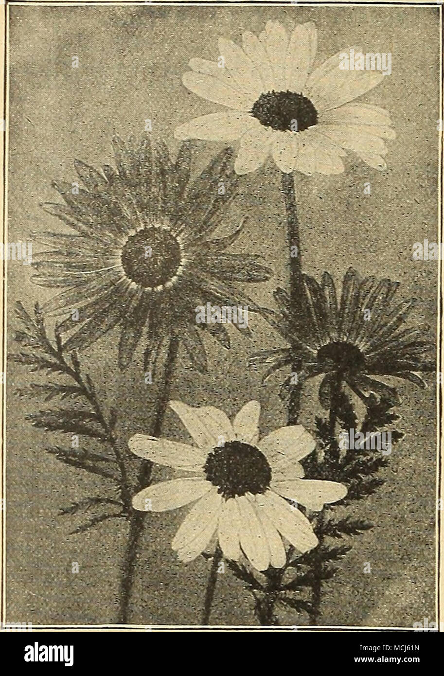. Pyrethrum Hybridum PLATYCODON (Balloon Flower, or Japanese Bell- flower). The Platycodons form neat branched bushes of upright habit, which bear a continual succession of flowers from June to October. Grandiflorum. feet. — Album. A white-flowered form of the above. 15 cts. each; $1.50 per doz.; $10.00 per ]00. Deep blue-cupped, star-shaped flowers; ]J PULMONARIA (Lungwort, Bethlehem Sage). Angustifolia Azurea (Blue Cowslip, or Lungwort). The prettiest of the blue Cowslips; grows about a foot high, and one of the first to bloom in early spring. Saccharata Maculata. A beautiful plant; of easy  Stock Photo