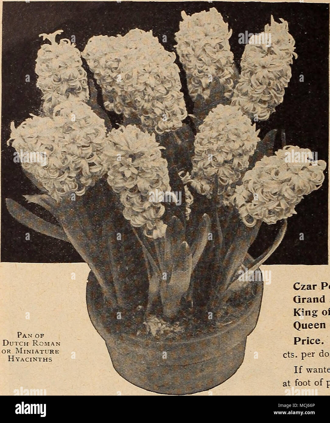 . Pan op Dutch Roman OR Miniature Hyacinths OUTCH ROMAN OR MINIATURE HYACINTHS These are small bulbs of the single-flowering Dutch Hyacinths, and quite distinct from the French Ro- mans offered below, and excellent for growing in pans, pots or boxes, in soil or prepared fibre, bloom- ing early and freely. They may be planted close together in the pans, pots or boxes, or in beds in the open ground, with charming effect. The bulbs we offer average 5 inches in circumference, and must not be confounded with smaller unnamed sorts. Gertrude. Deep rose. Gigantea. Soft blush or shell pink. Moreno. Bea Stock Photo