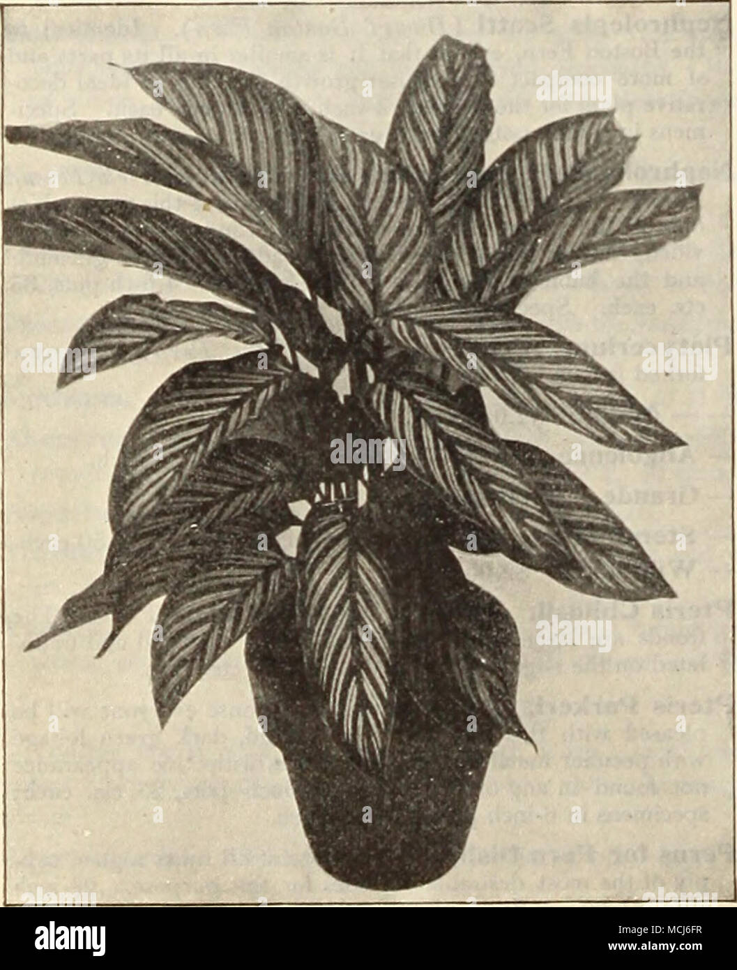 . WlNTFK-FLOWFRING G ERA Nit'M. HELICONIA. Aurea Striata. A handsome ...