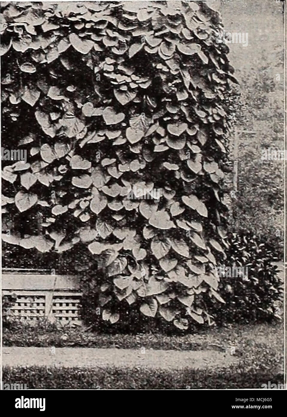 . Aristolochia Sipho (Pipe Vine) (50) NOTE—Plants will be sent by Parcel Post if remittance is made to cover postage and special packing as noted on page 80. Stock Photo