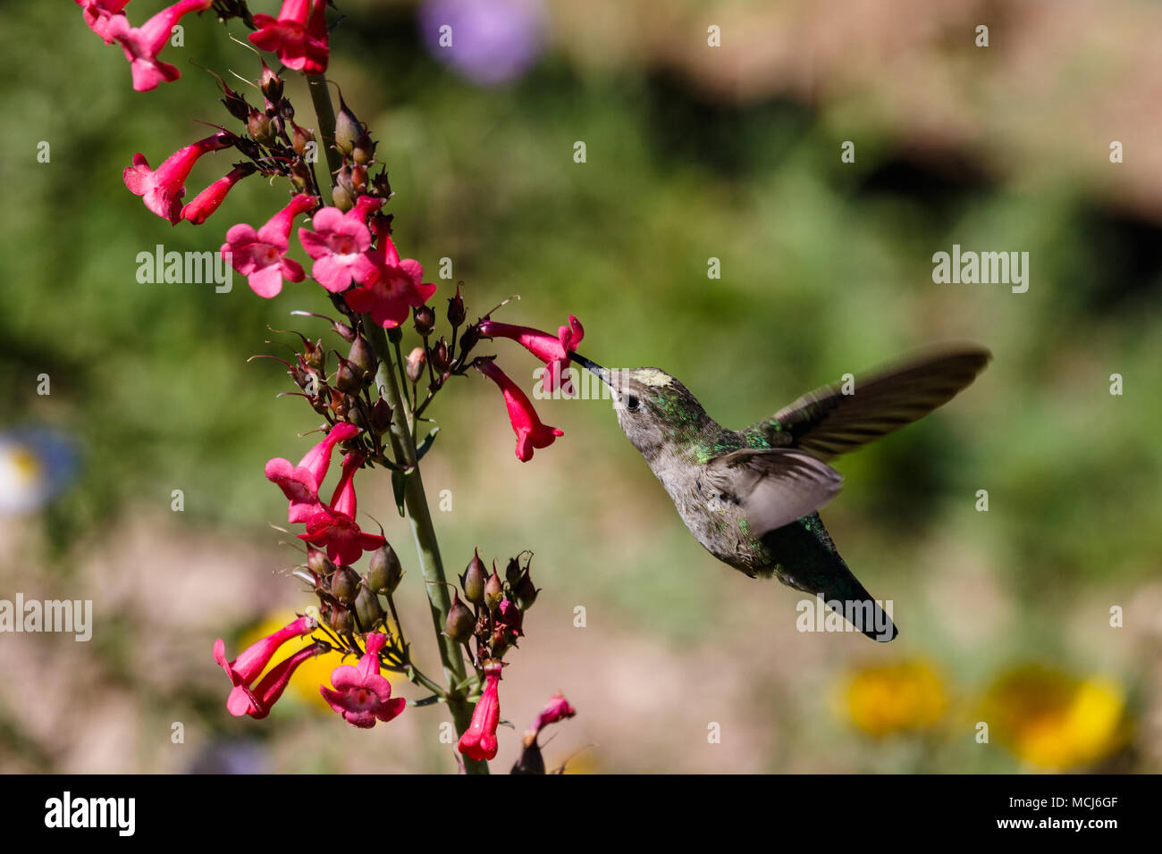 Anna's Hummingbird hovering mid flight, feeding on bright red flowers, in Arizona's Sonoran desert. Stock Photo