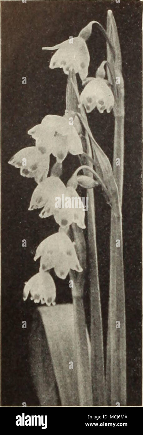 . VI «&gt; .«^ ^^va^^^ wf^m mfg&quot; ^^^^^^^1 1 /&gt; '. '^/t/^^^^^^^^^^^Kl Leucojum V'khni m (Spring Snowflake). :fii:TscARi. (Grape aad Feathered HyacintliA.) Botryoides (drupe Ilyncinth). One of the prettiest of early spring flowering bulbs, growing about 6 inches high and throwing up nu- merous spikes of clear blue or white flowers, which reseml)le a miniature bunch of grapes. They are perfectly hardy, and once planted take care of themselves- in clumps or lines they are very effective. 8 to 12 bulbs in a 6- inch pan make a pretty plant for window decoration, blooming at Easter. Blue (jr Stock Photo