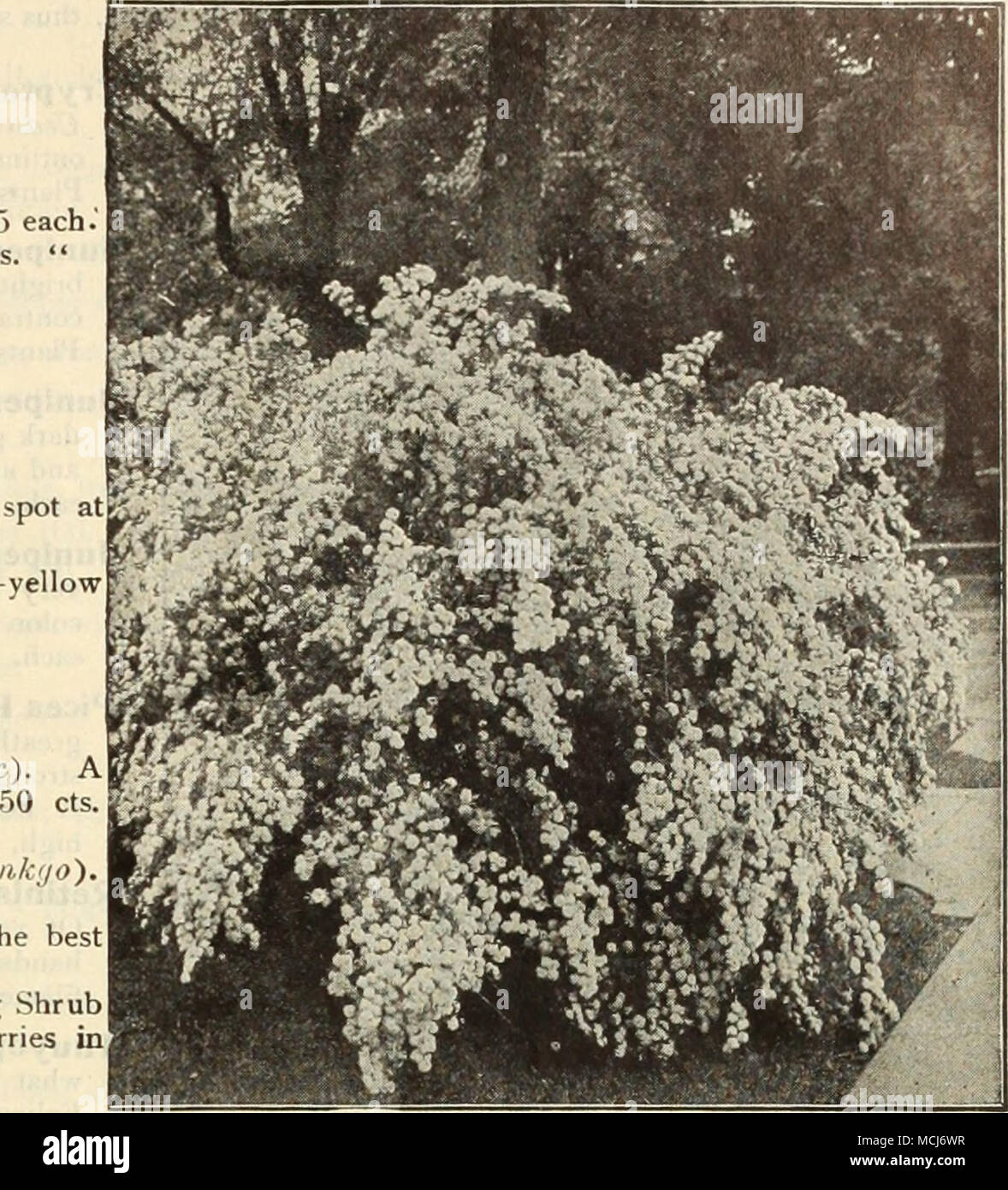 . Spiraea Van Houttei. Golden- Double white. Symphoricarpus Racemosus FructoAlba (Snowberry). — Vulgaris (Red fruited or Indian Currant). Tamarix Africana (Tamarisk). Feathery foliage and small, delicate pink flowers. — Hispida -Estivalis (New). Feathery, soft pink sprays in July and August. 35 cts. each; $3 50 per doz. — Indica (East Indian Tamarisk). Viburnum Opulus (High Bush Cranberry). White flowers, followed in autumn by scarlet berries. — Opulus Steiilis (Snowball, or Guelder Rose). The popular white Snowball. — Lantana ( Wayfaring Tree). A tall-growing Shrub, with large foliage, silver Stock Photo