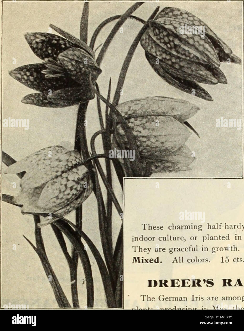 . Friiili.aria Meleagris. (Offered on Opposite Page.) HELLEBORVS. (Christmas Rose'. Most valuable hardy plants on account of yielding, at a season when flowers are scarce, their beautiful large blossoms. They succeed in any ordinary garden soil, but prefer a sheltered, semi-shaded situation. (Strong-flowering clumps ready in November.) 35 cts. each; $3.50 per doz. IIKMEROCAIXIS DayLiiy). These fine old-fashioned hardy tuberous plants are offered with other Hardy Perennial Plants. See list beginning on page 35. INCARYILLEA The Hardy Gloxinia). (Ready in October.) Delavayi. A hardy tuberous-root Stock Photo
