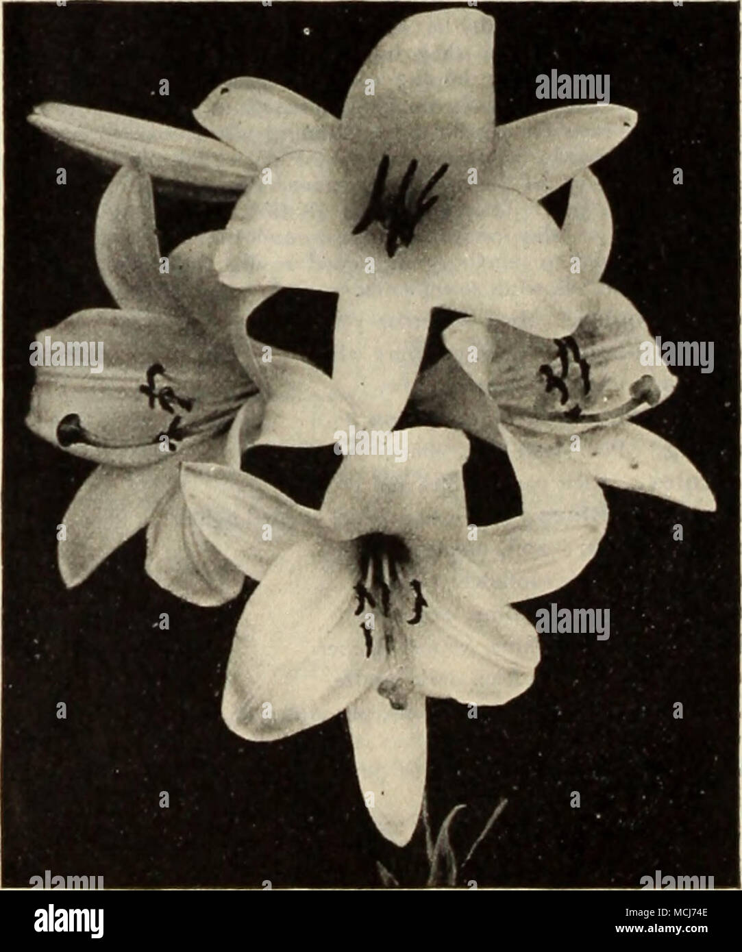 . Lilium Candidum (Madonna Lily). NOTE —Lily Bulbs are forwarded as they mature. See Special Notice above. Stock Photo