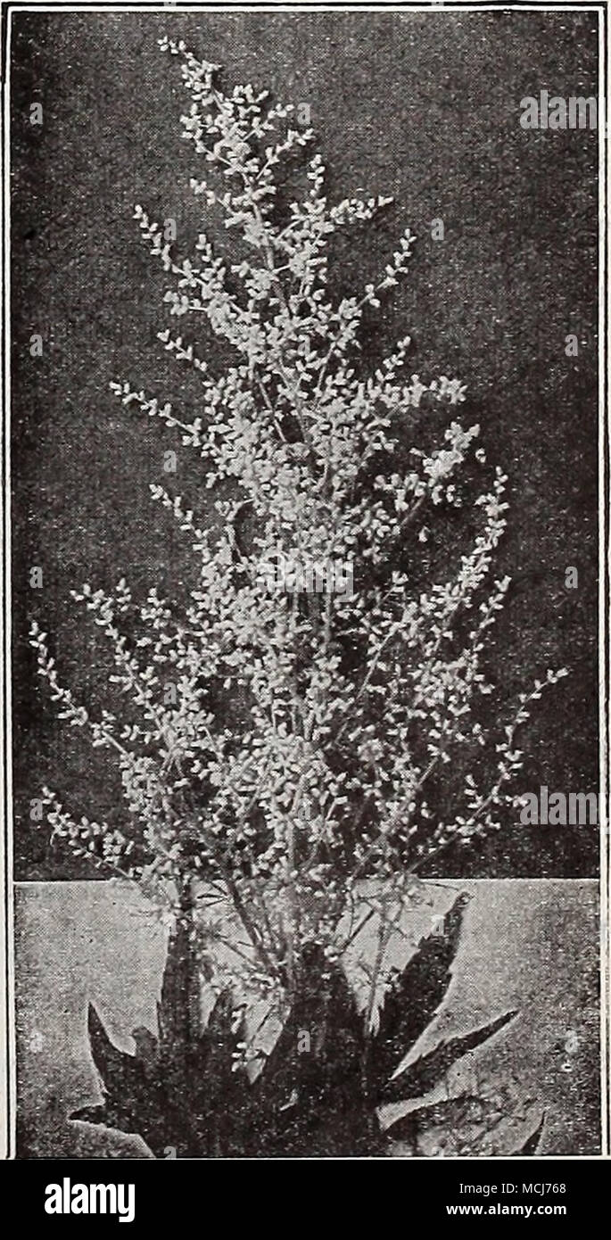 . Artemisia Lactiflora (See page 40) NOTE—^Plants will be sent by Parcel Post if remittance is made to cover postage and special packing as noted on page 80. (39) Stock Photo