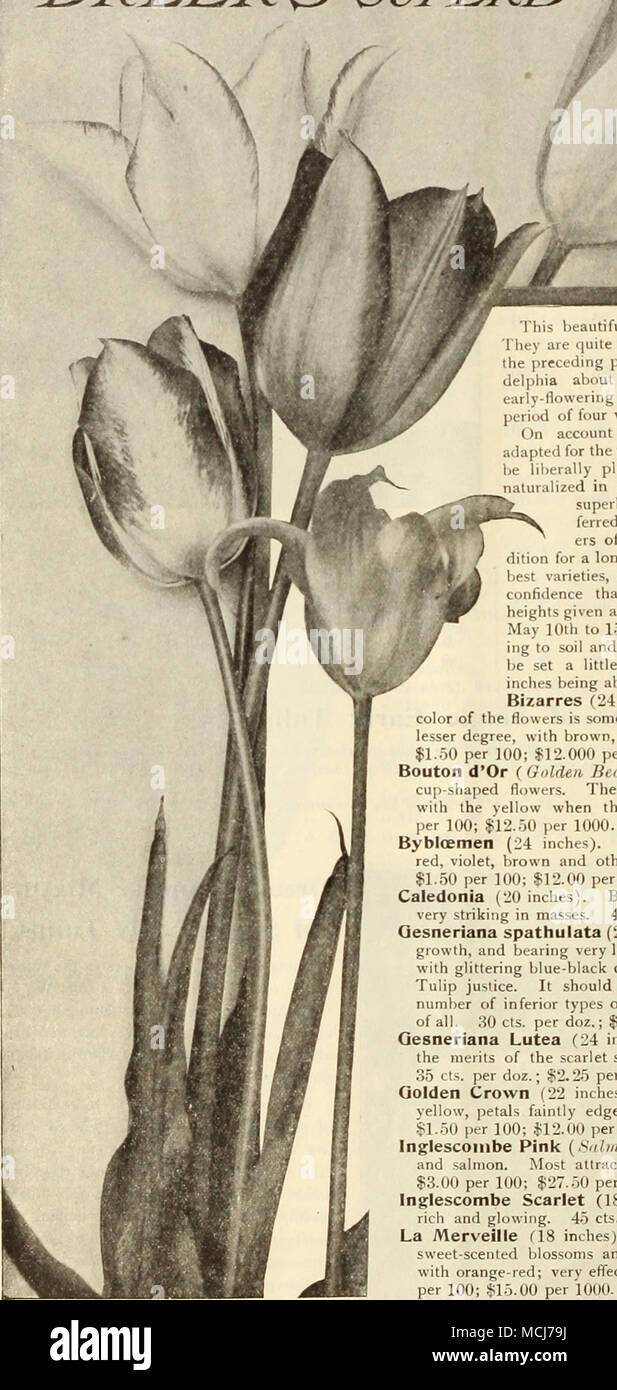 May Flowering J G Cottage Garden Or Boulevard Tulips A Group Of May Flowering Tulips Beautiful Class Is Becoming More Iopuuu Each Season They Are Quite Distinct From The Early Flowering Sorts Offered