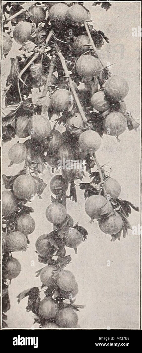 . Gooseberry. GOOSEBERRIES. We offer strong 2-year-old plants of the following desirable varieties: Industry, Of English origin; succeeds admirably in this country, bearing im- mense crops of large, reddish berries. 20 cts. each; $2.00 per doz.; $15.00 per 100. Red Jacket. A wonderful cropper, with bright, clean, healthy foliage. 15 cts. each; $1.50 per doz.; SIO.OO per 100. The Pearl. Large size, color pale green and of excellent quality, either as a dessert fruit or for cooking. 1.5 cts. each; $1.-50 per doz.; $10.00 per 100. If wanted by mo/d, add 20 cts. per doz. for postage. FOREIGN GRAPE Stock Photo