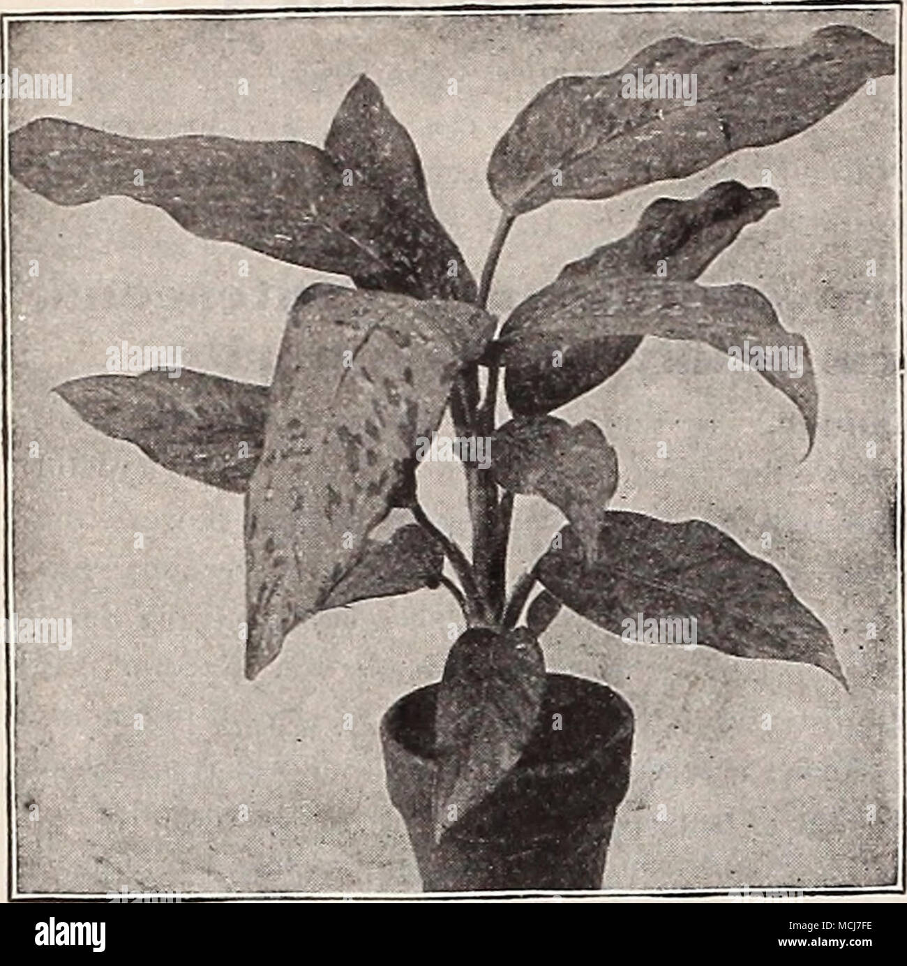 Dieffenbachia Costus Zebrinus A Green Foliage Pretty Warm Greenhouse Plant With Large Dark And Darker Stripes 50 Cts Each Crotons Nothing Can Excel The Beauty And Richness Of Coloring That Is Dieffenbachia Costus Zebrinus A Green Foliage Pretty Warm Greenhouse Plant With Large Dark And Darker Stripes 50 Cts Each Crotons Nothing Can Excel The Beauty And Richness Of Coloring That Is
