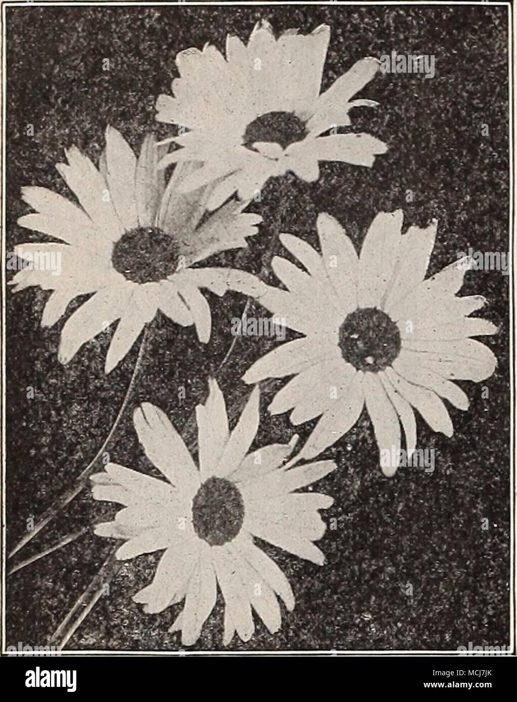 https www alamy com chrysanthemums moonpenny daisy shasta daisy large snowy white flowers in bloom continuously throughout the summer and fall shasta daisy quotalaskaquot the finest of all blooms 41 to 5 inches across of pure glistening white 25 cts each 250 per doz hardy pompon chrysanthemums these beautiful hardy sorts are indispensable in the hardy border their bright colors give life to the garden when most other plants have been de stroyed by frost we offer the following select list baby very small lemon yellow eagle dor golden yellow gold finch yellow striped red julia lag image179880699 html