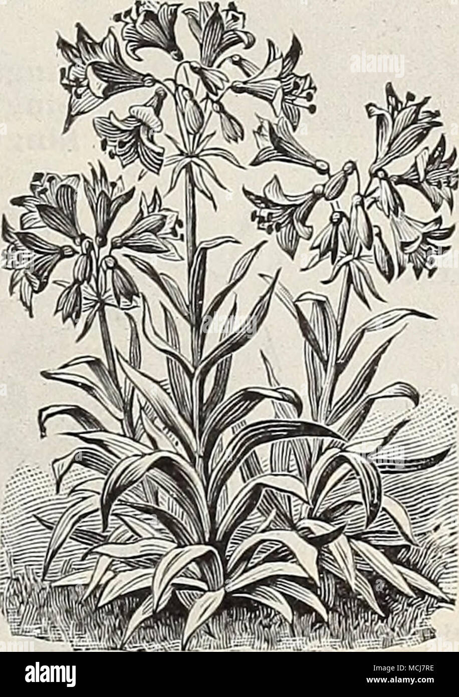 . Alstromeria. lzing. cts. per 100; Â§0.00 per 1000. Azureum. A beautiful variety, throwing up in spring slender stems 2 feet high, surmounted by a large umbel of lovely azure-blue flowers ; perfectly hardy. 6 cts. each ; 60 cts. per doz.; Â§4.50 per 100. PP^J pa ErJv- ift' -V % F^ ji^t'- *-K w â &quot;â j &amp;^i^rf&amp; A- * 'Mil Rj?-&gt; V-V3 Allium Neapolitanum. We make a specialty of May-flowering Tulips. See pages io and n. (19) Stock Photo