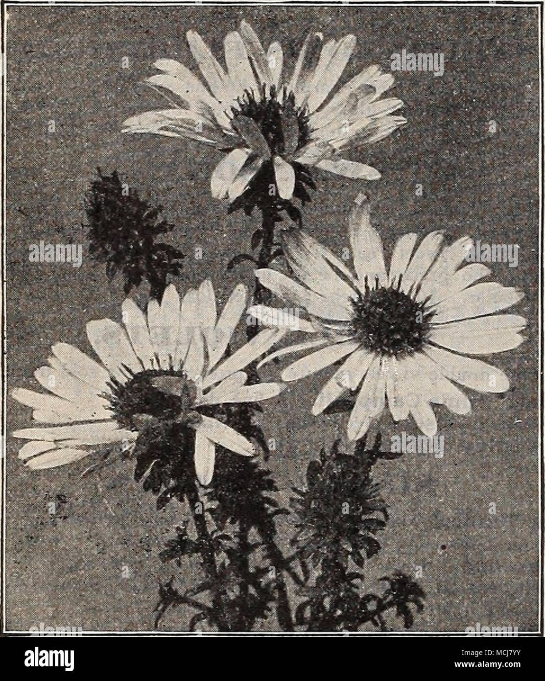 . Aster Grandiflorus. A.chillea [BlUfoil or Tarroio). &quot; The Pearl.&quot; Pure white, flowers allsummeir; 2 fl. niipendiila {Noble Tai&quot;'ow. Large corymbs; golden yel- low ; July ; 2 ft. Millefolium Rosenxa '.Rofsy W!/oil). Rosy pink; blooms all summer; 18 inches. Eupatorium {Fern-leaved Yarrow). Brilliant yellow; 4 ft. Tomentosa (Woolly Yarrow). Golden yellow; June. Adonis Pyrenaica. Orange-yellow; May. 25 cts. each; $2.50 per doz. Vernalis {Ox-Eye). One cf the earliest spring flowers; large yellow blossoms. 25 cts. each ; $2.50 per doz. Acoiiitum {Monkshood, or Helm/- i Flower). Aii Stock Photo