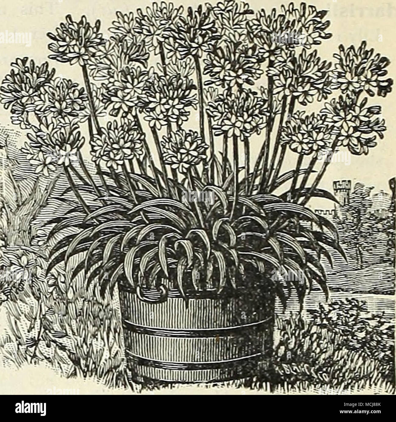 Miscellaneous Bulbs And Roots L Liless Othei Luise Specified