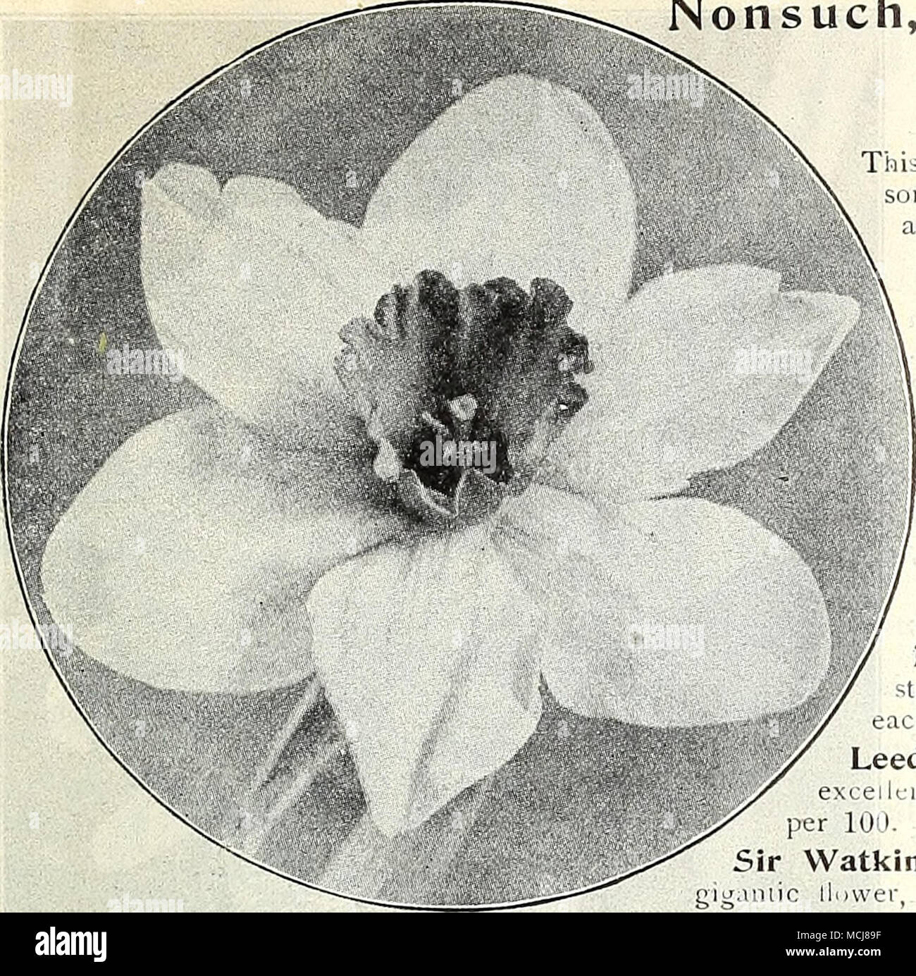 . Narcissus Sik Waikin. Stella. On of the very e of the best for Nonsuch, Peerless, Chalice=cup or Star NARCISSUS. This class is also known as the medium tnimpets, and comprises some of the most beautiful and graceful forms. All are especially adapted for naturalizing. Jf wanted by mail, add 5 i-ts. pei doz. for postage. Barrii Conspicuus. Perianth sulphur ; broad spreading cup; maguiticeiitly illuminated with scarlet; a most distinct and beautiful sort ; the admiration of everyone, and should be in every collection. 4 cts. each ; 30 cts. per doz.; $2 00 per 100- Incomparabiiis. Yellow, iih  Stock Photo