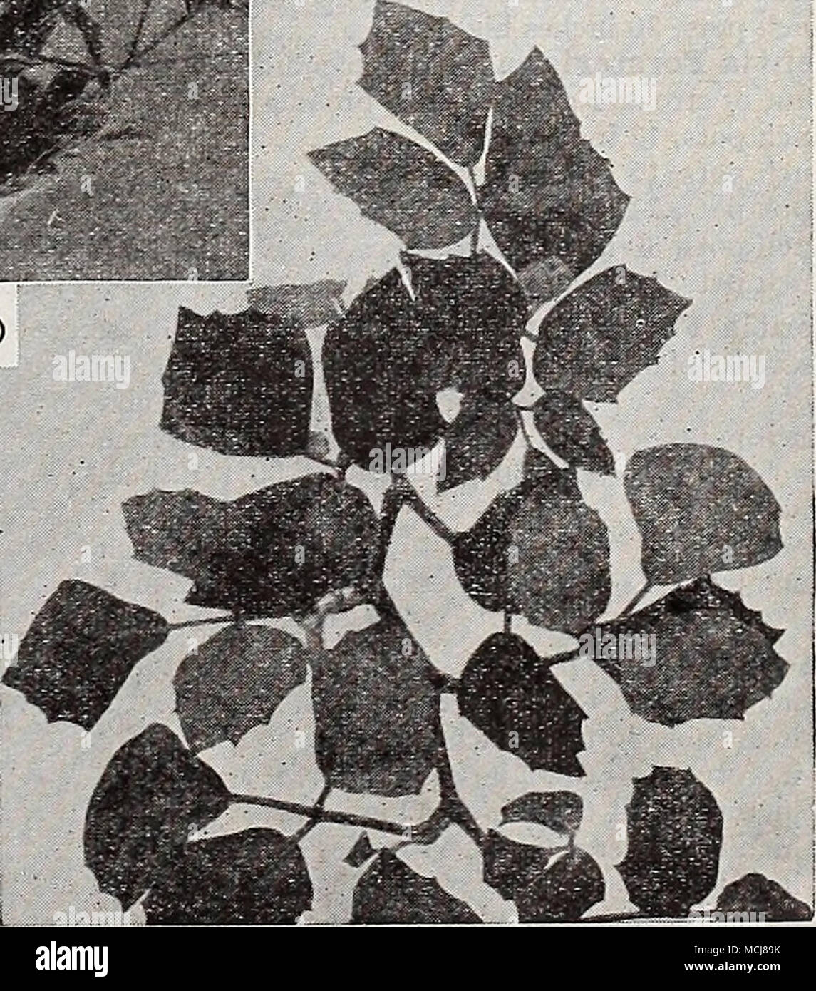 . Vitis (Cissus) Rhombifolia (Grape Ivy) NOTE—Plants will be sent by Parcel Post if remittance is made to cover postage and special packing as noted on page 80. Stock Photo