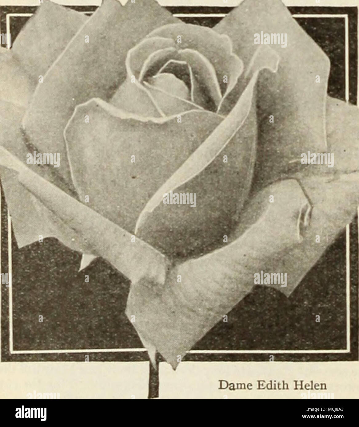 . Dame Edith Helen Dame Edith Helen. Lovely long pointed buds developing into great flowers composed of substantial broad petals wliich curl back most attractively. The blooms are fully double, high- centered, and delightfully sweet-scented. They are a brilliant yet soft Rose-du-Barri pink. A vigorous Rose of splendid upright habit bearing a great profusion of artistic flowers. 75c each; $8.00 per doz. Duchess of AthoU. Large, globular buds of deep bronzy orange and splendid, large, double, cup-shaped flowers of a vivid orange, flushed old rose. The blooms are intensely fragrant. Vigorous and  Stock Photo