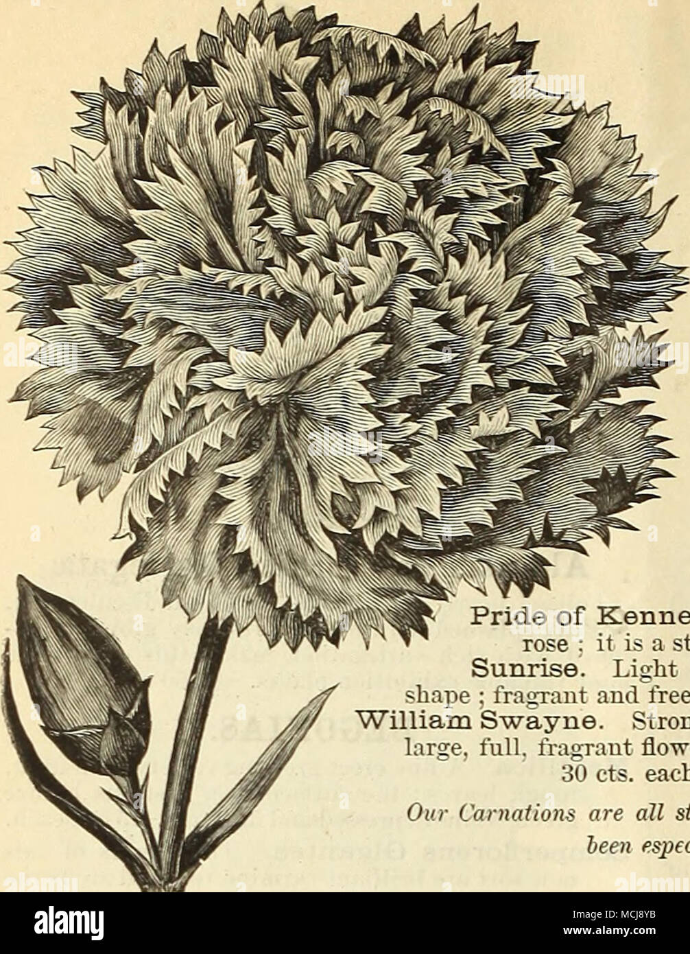 . William F. Deeer. NEW CARNATION. WILLIAM F. DEEER. This tine variety is a seedling from Buttercup crossed with Century. It is of exceedingly strong, healthy growth, upright and robust, with a majority of long stems, and often four full blown flowers on a single spike at one time. Its color is a beautiful rose pink, deeply fringed petals, very large, often three inches in diameter, and does not burst its calyx. All who have seen it pronounce it the most perfect Carnation yet produced. 50 cts. each ; $5.00 per doz. NEW CARNATION. GOLDEN GATE. This is the finest of all the yellow varieties, ful Stock Photo