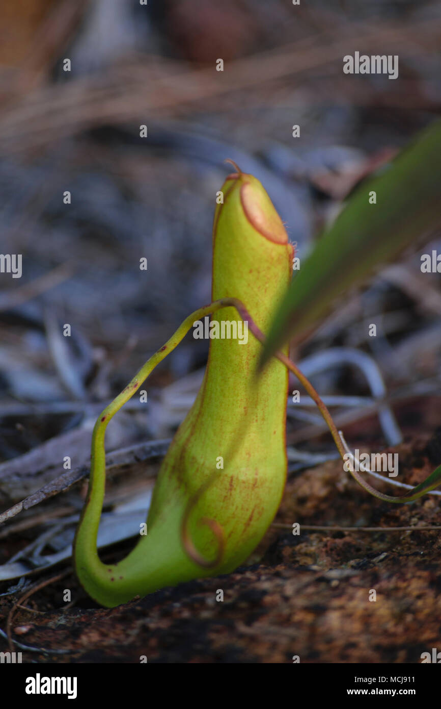 wild plants of Nephentes (tropical pitcher plants) at Indonesia Stock Photo