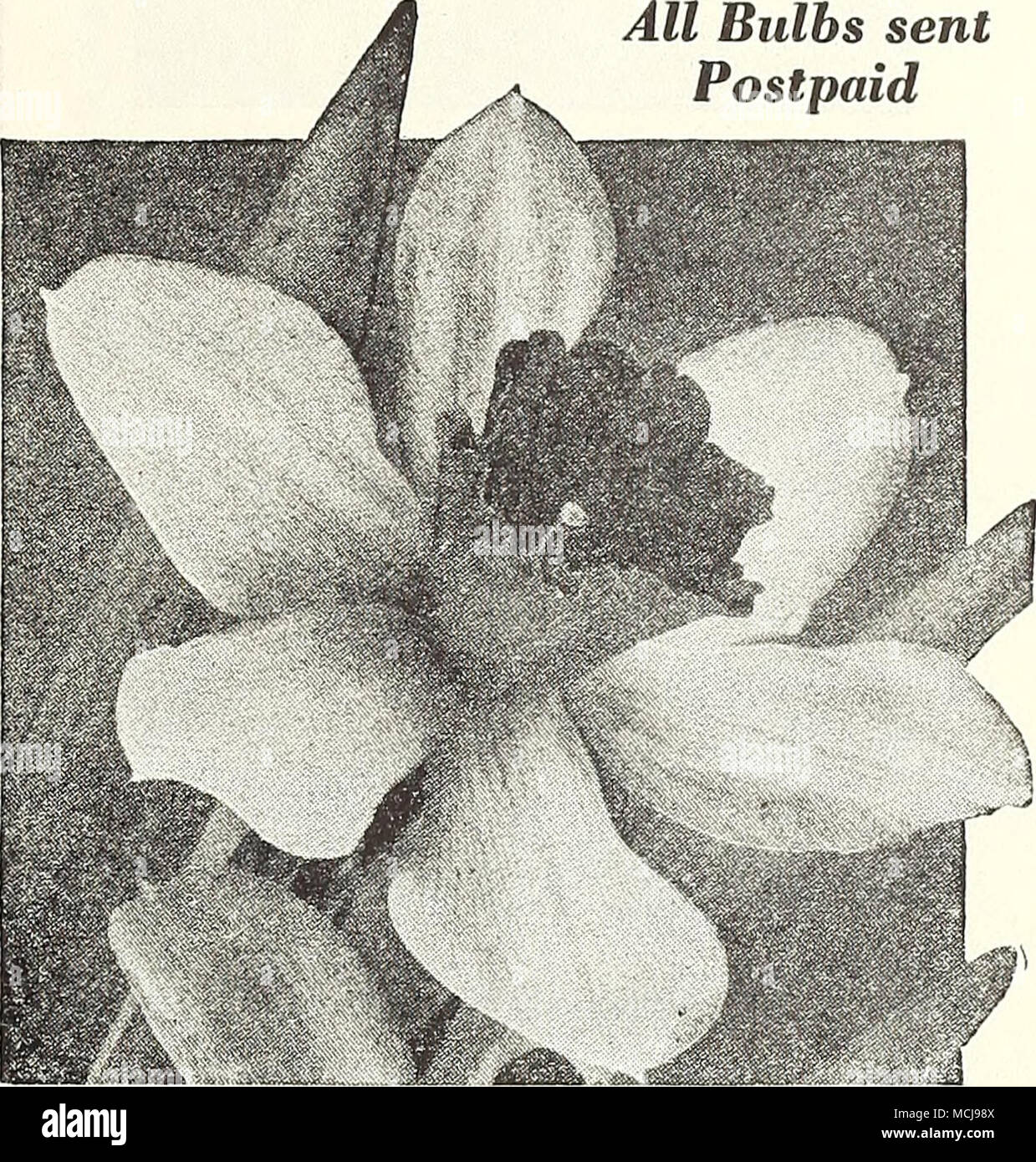 Page 2 3 704 High Resolution Stock Photography And Images Alamy