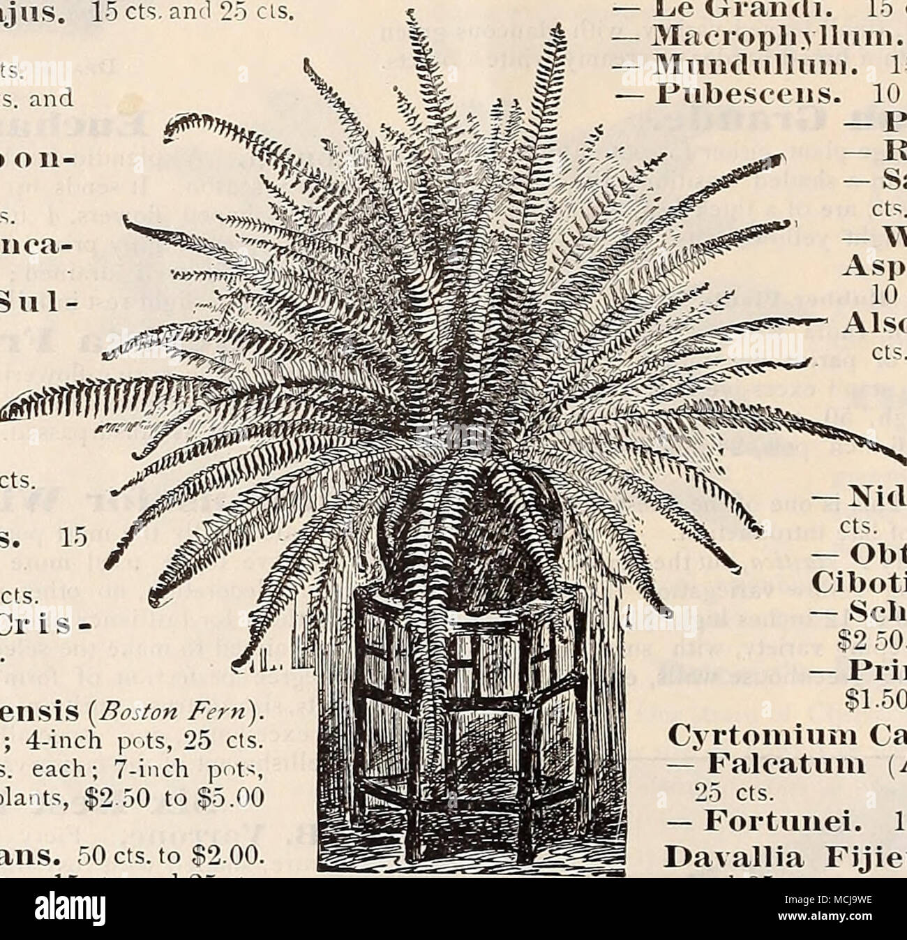 . and $1.00. 15 cts. Boston Sword Fern. tunei. 15 cts. lia Fijiensis Plumosa. and 25 cts. 15 cts. Collections of Ferns. 26 varieties of Adiantums or Maiden-Hairs, one of each, for $4.00. 12 varieties, assorted, suitable for filling- Fern Dishes, for $1.00. 92 varieties, the entire collection, for §10. 15 cts. Pteris Arolluta. 10 cts. — Sieboldii. 10 cts. — Treinula. 10 cts. Sniitbiana. 15 cts. — Wimsetti. 10 cts. Sitalobium Cicutarium. 25 c;s. Stock Photo