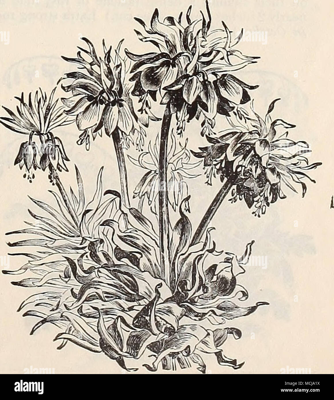 . Crown Imperials Stock Photo Alamy